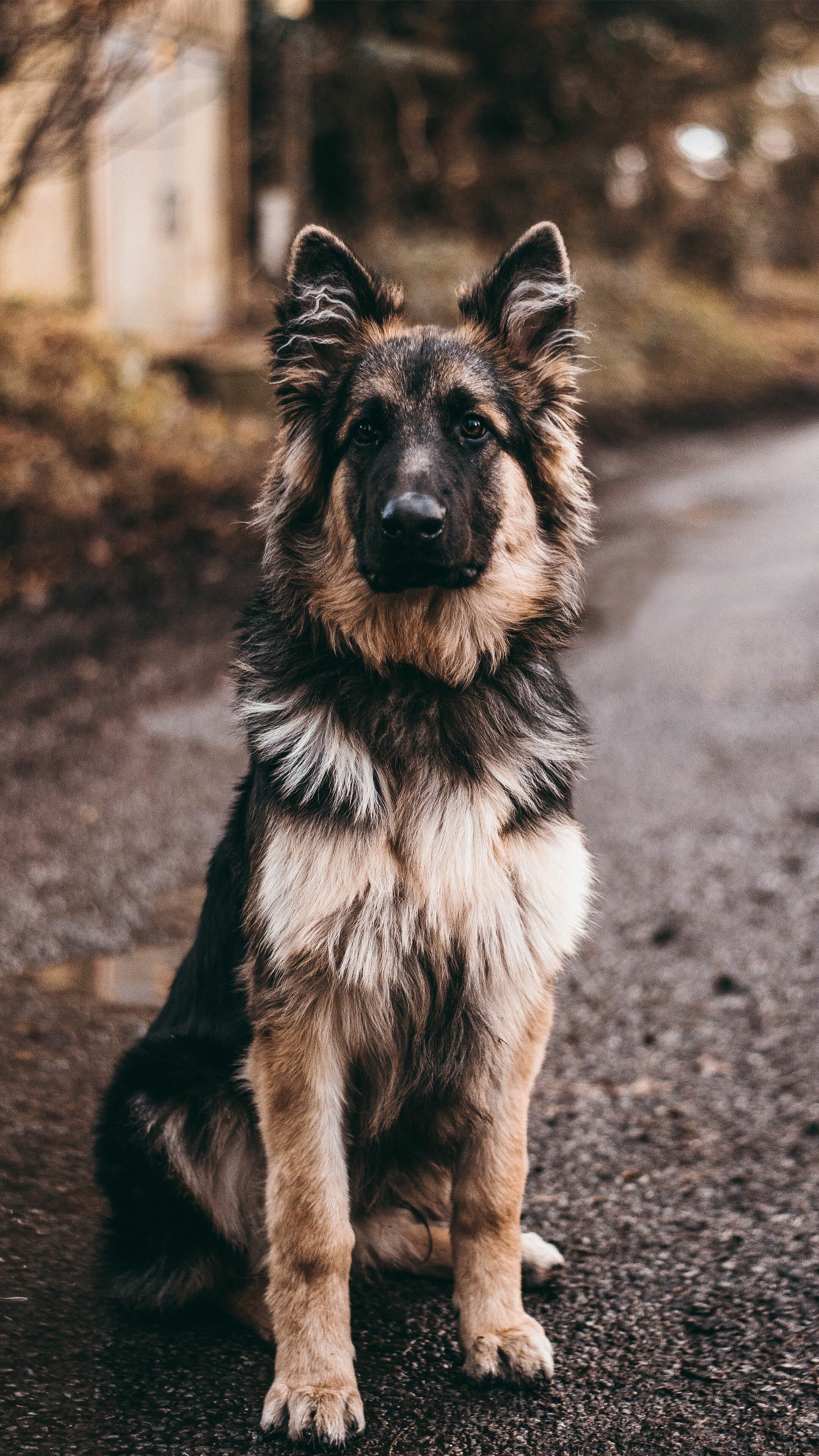 German Shepherd: The breed was named Deutscher Schaferhund, by von Stephanitz. 2160x3840 4K Background.