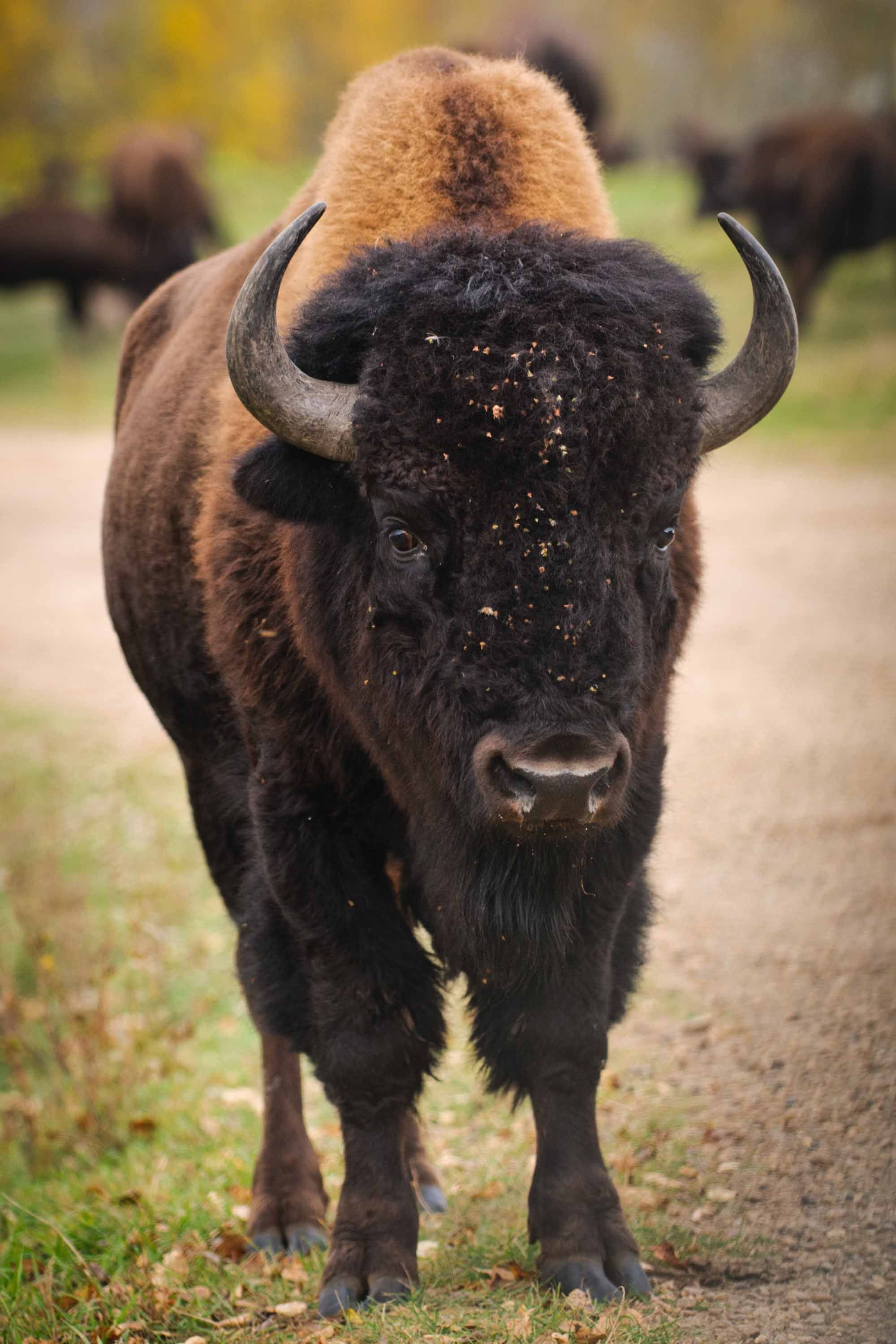 Intense buffalo portrait, Powerful animal imagery, Unyielding strength, Majestic presence, 2000x3000 HD Handy
