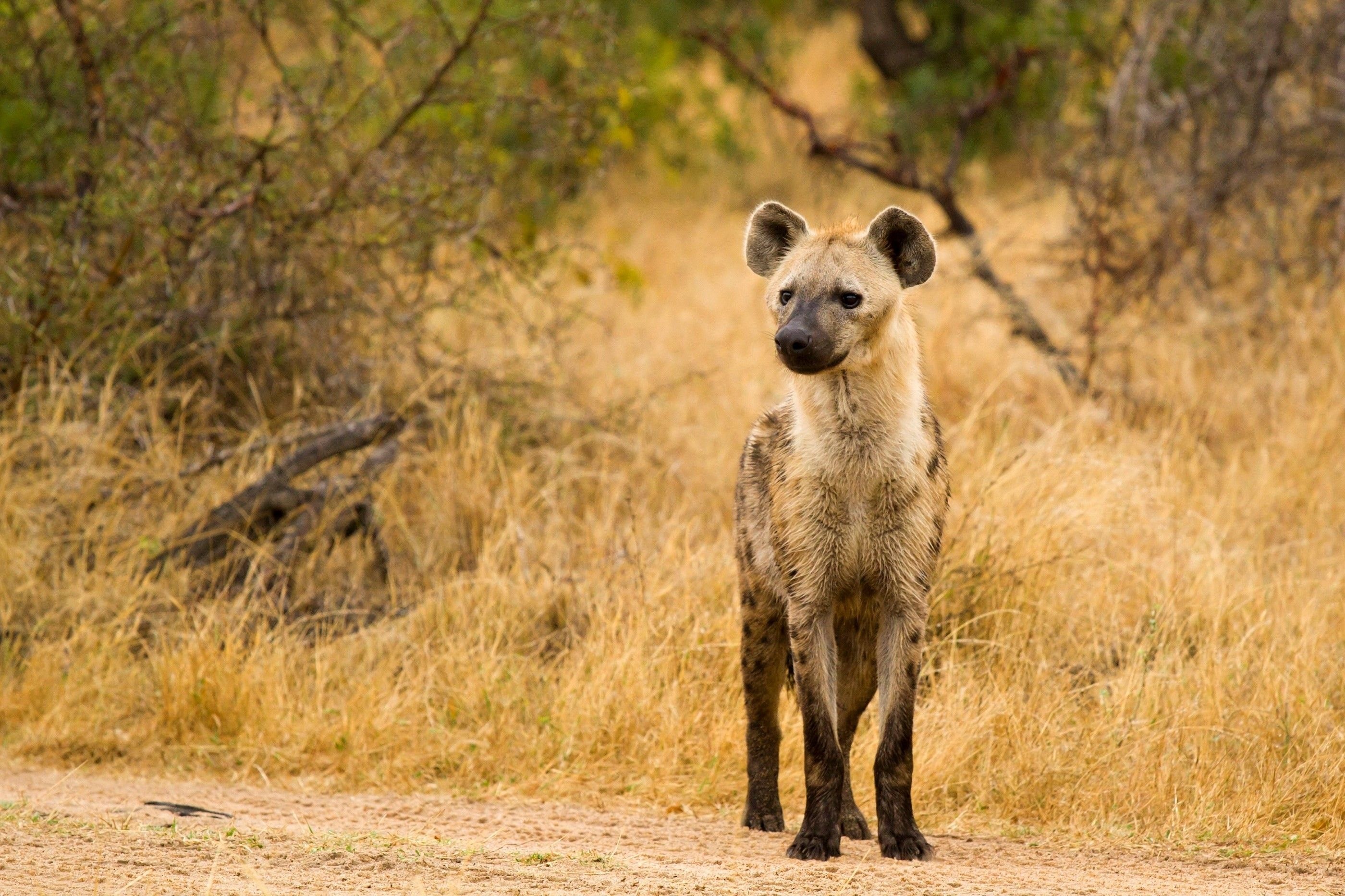 Spotted hyena, Hyena Wallpaper, 2800x1870 HD Desktop