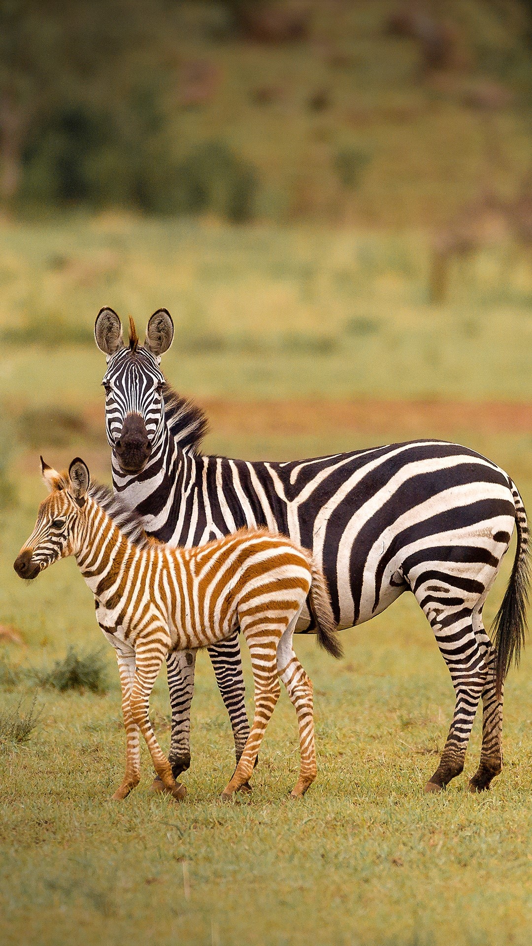 Serengeti National Park, Zebra migration, Grumeti green grass, Wildlife photography, 1080x1920 Full HD Phone