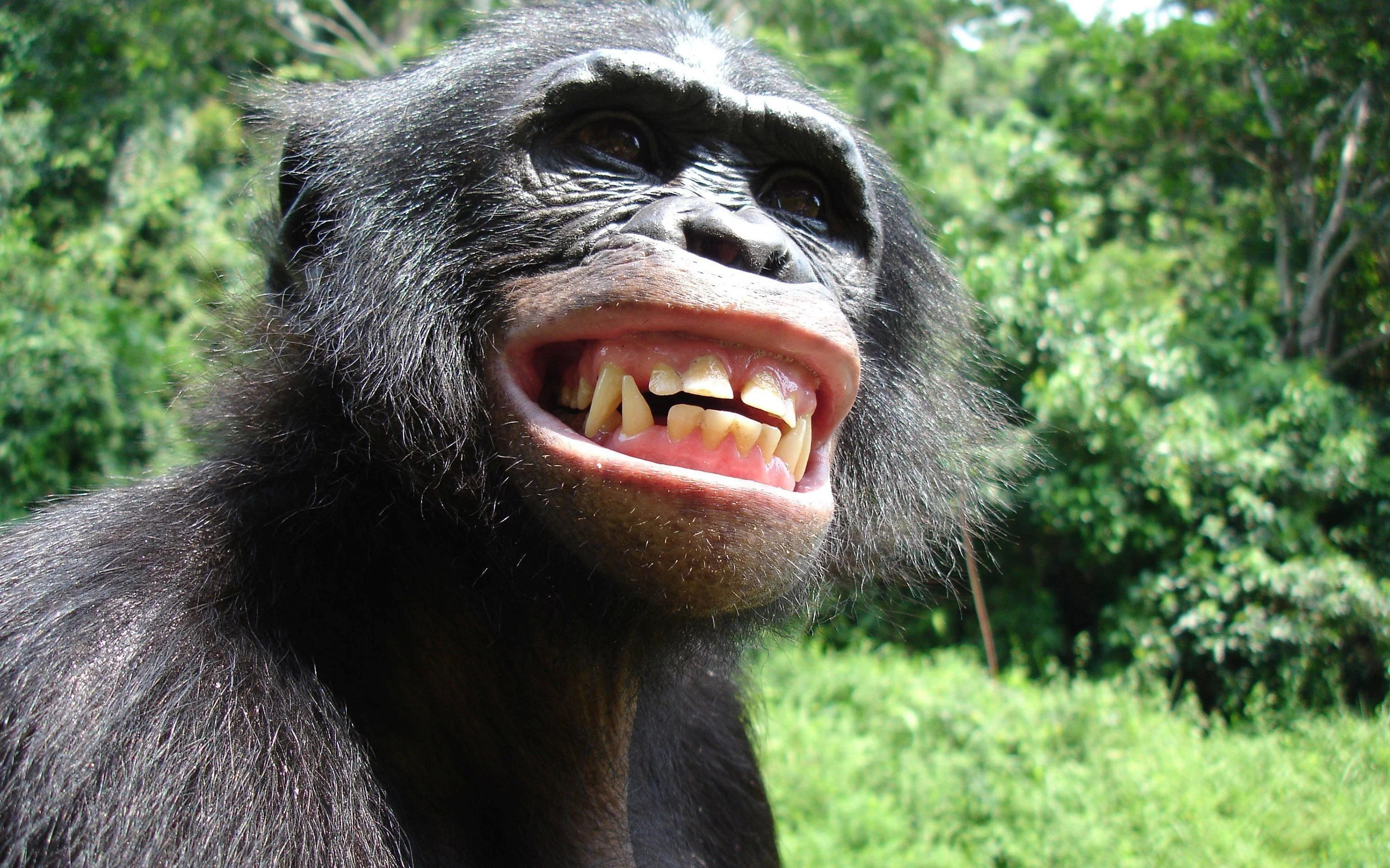 Chimpanzee portrait, Chimpanzee face, Primate emotions, Forest dwelling, 2880x1800 HD Desktop