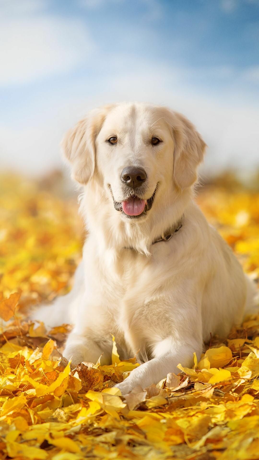 Labrador lovers' paradise, Wide selection of wallpapers, Showcasing the breed, Joy and happiness, 1080x1920 Full HD Phone