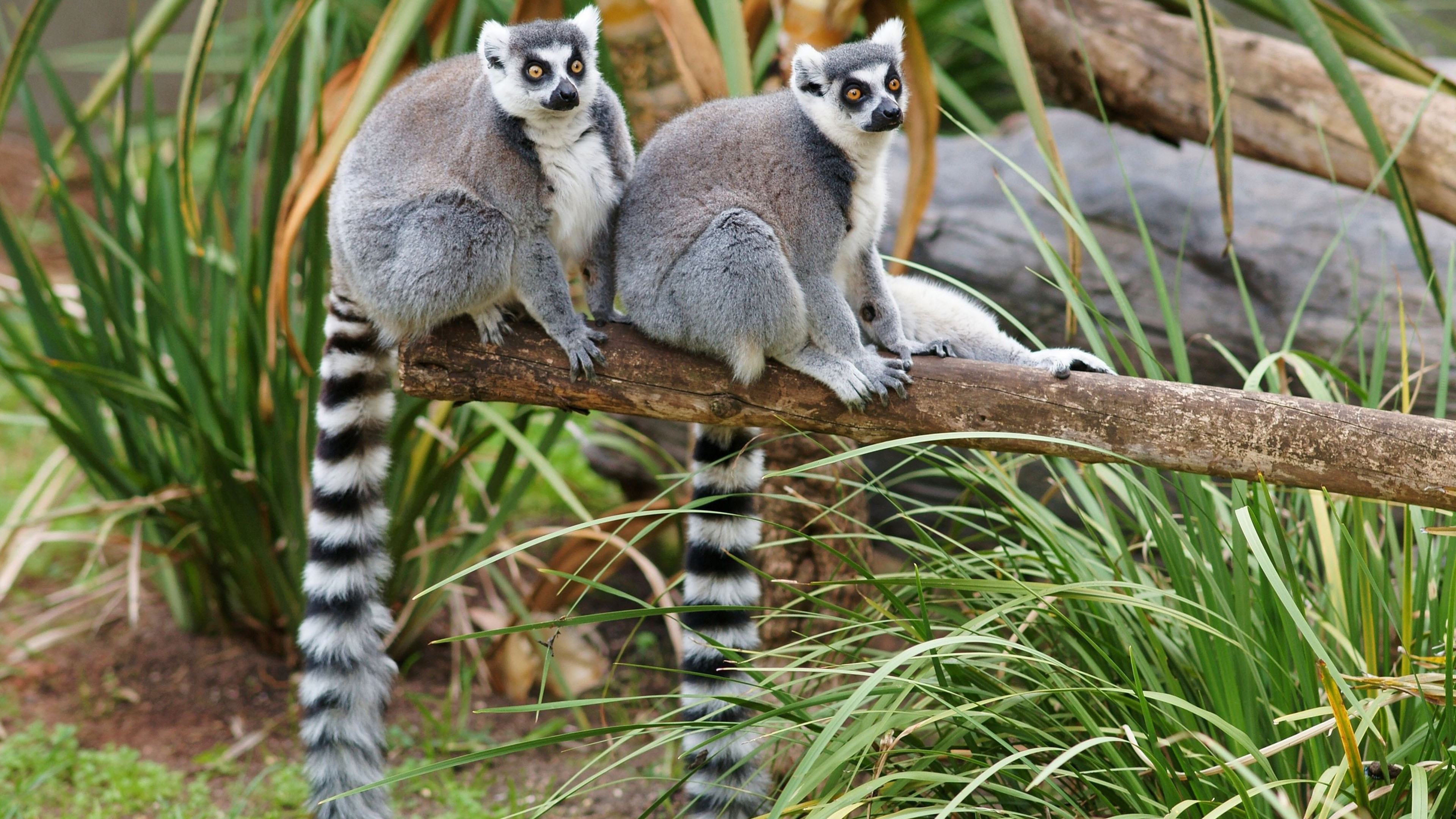 Lemur animal HD wallpapers, Stunning visuals, Wildlife admiration, Ring Tailed Lemur, 3840x2160 4K Desktop