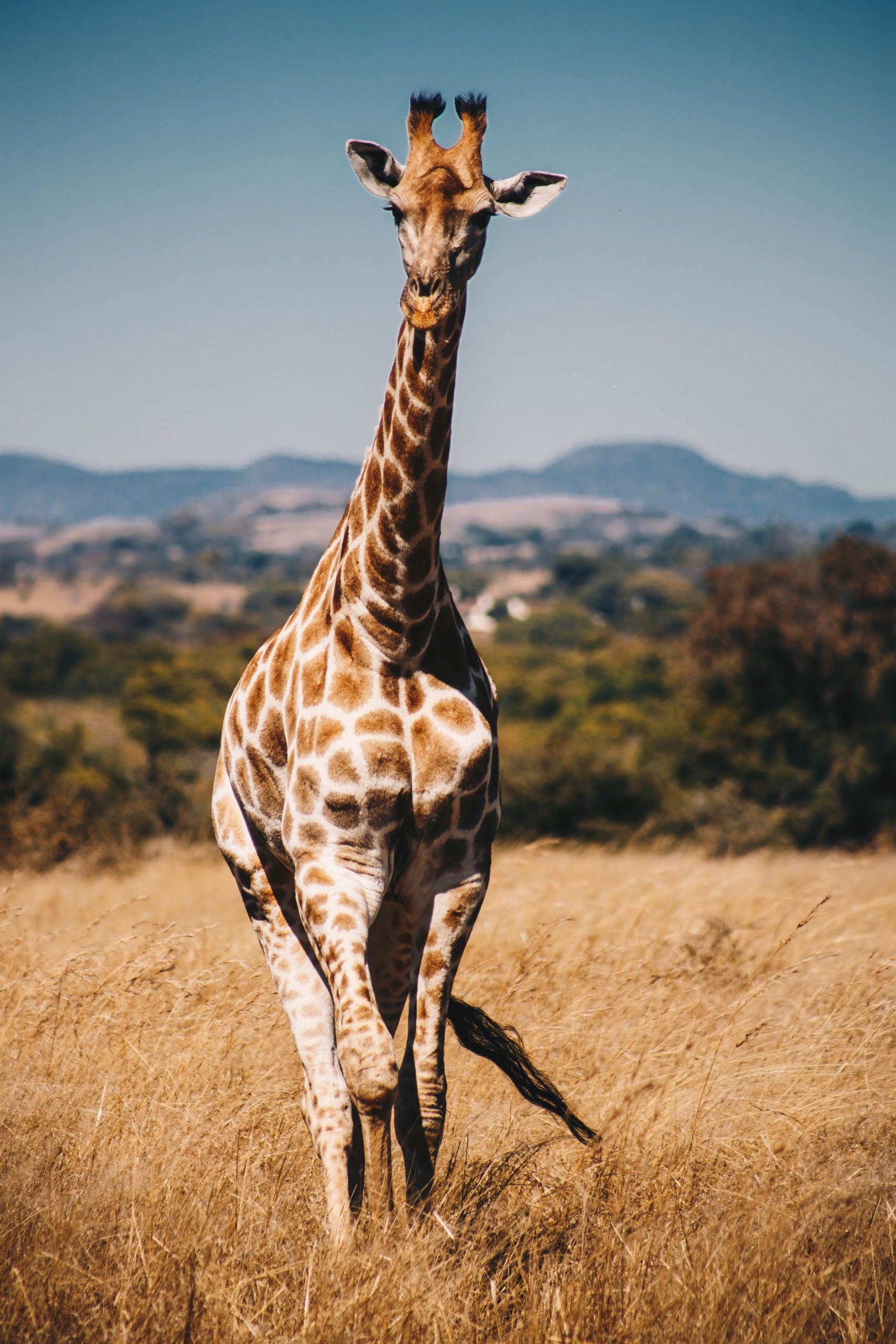 Giraffe: Uniquely adapted to reach vegetation inaccessible to other herbivores. 1710x2560 HD Wallpaper.