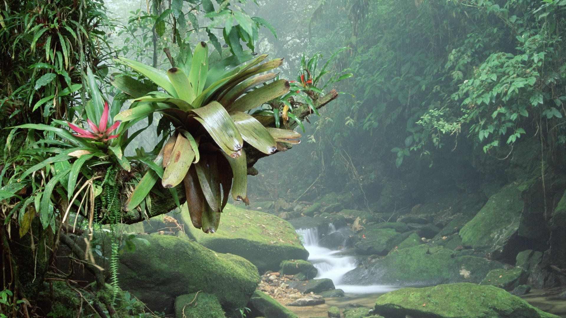 Amazon Rain Forest, Rainforest wallpaper, Nature's canvas, Scenic beauty, 1920x1080 Full HD Desktop