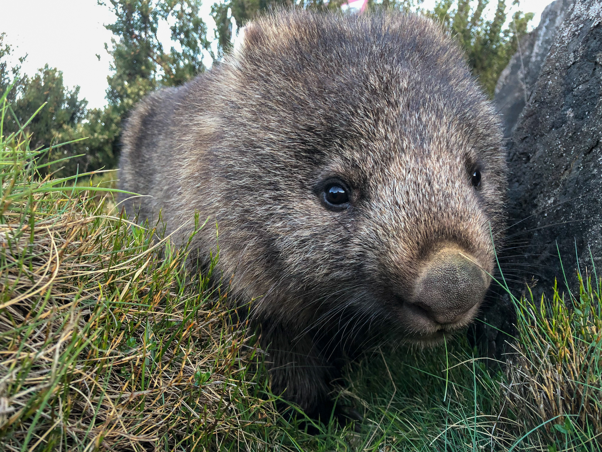 Wombat conservation, Cradle Mountain monitoring, Wildcare initiative, Natural habitat, 2050x1540 HD Desktop