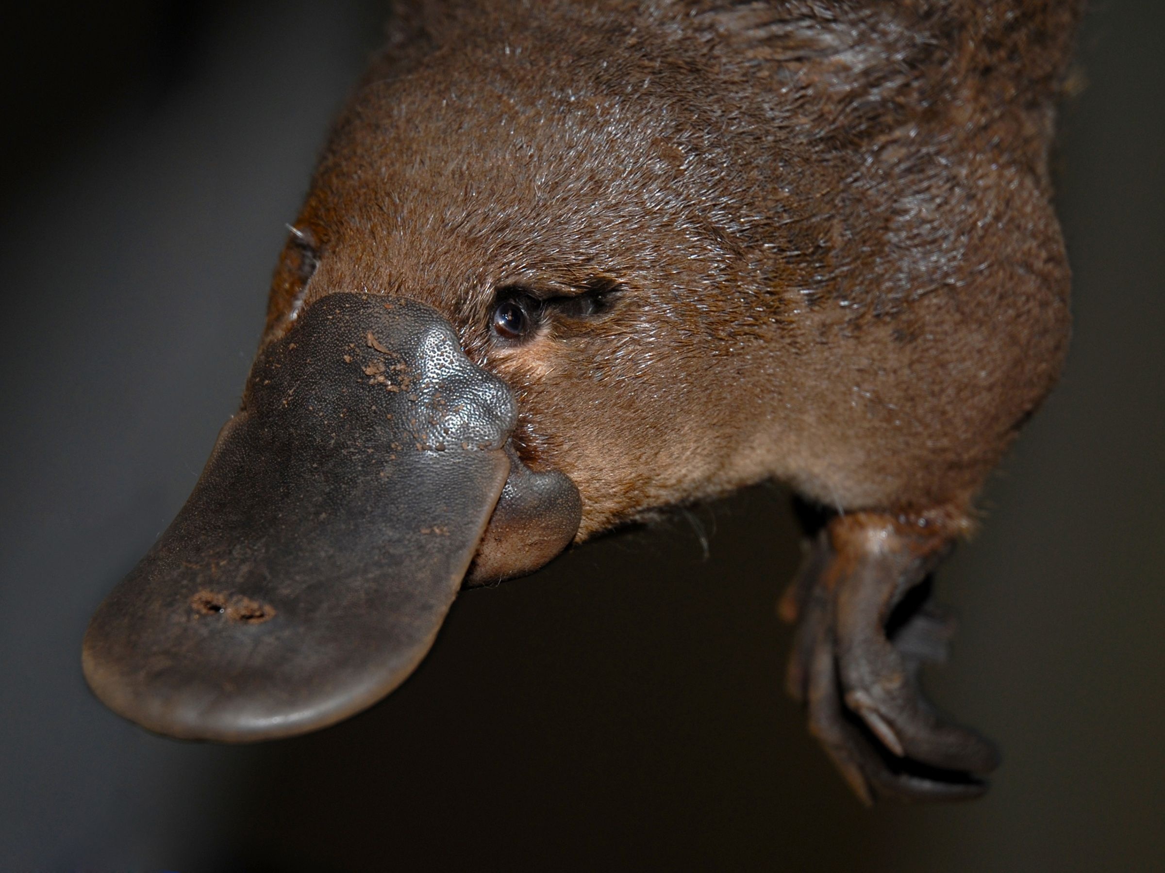 Platypus, Top free backgrounds, Australian wildlife, Unique mammal, 2400x1800 HD Desktop
