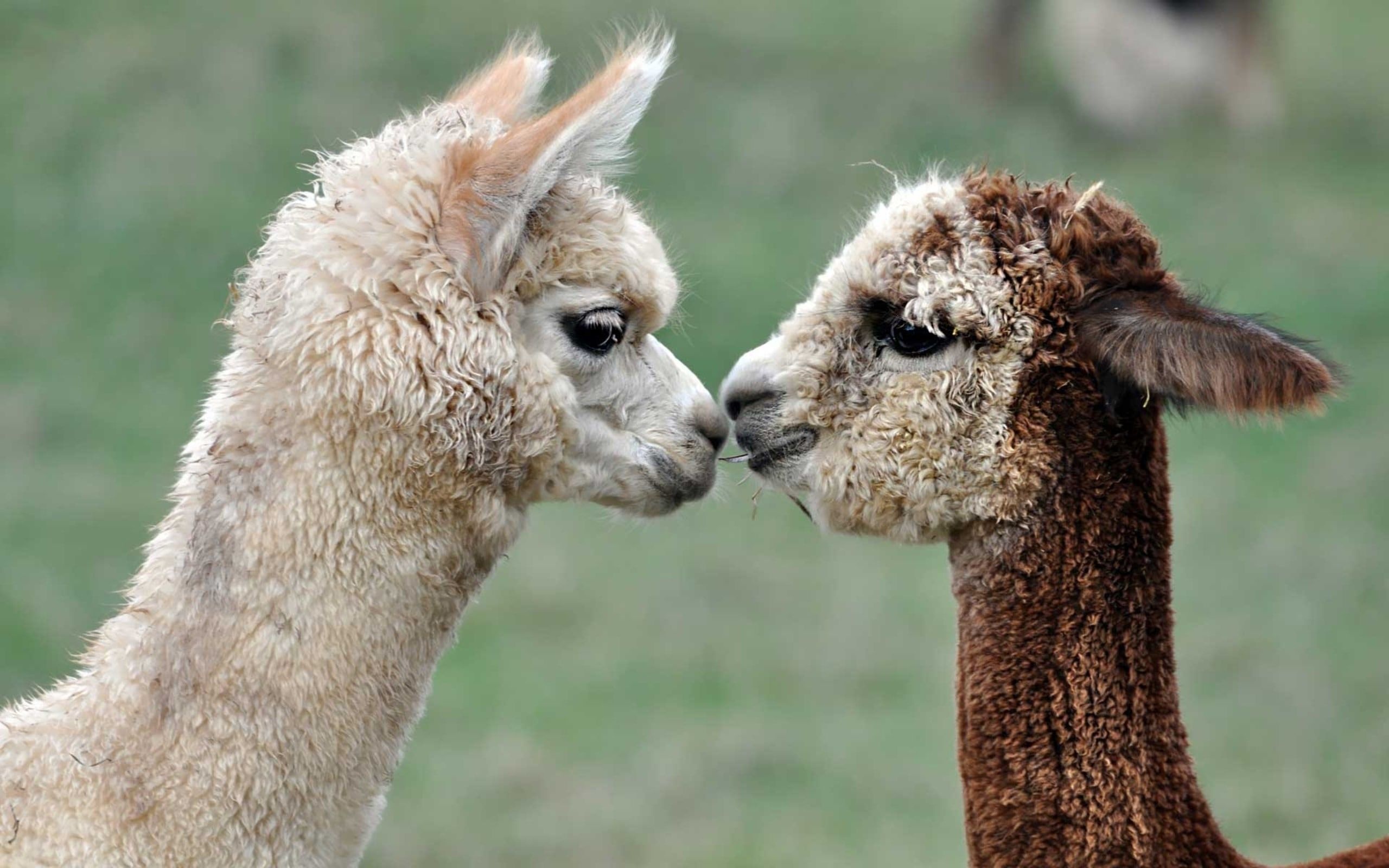 Cute baby llamas, Adorable furry friends, Llamas at their cutest, Little llama love, 2560x1600 HD Desktop