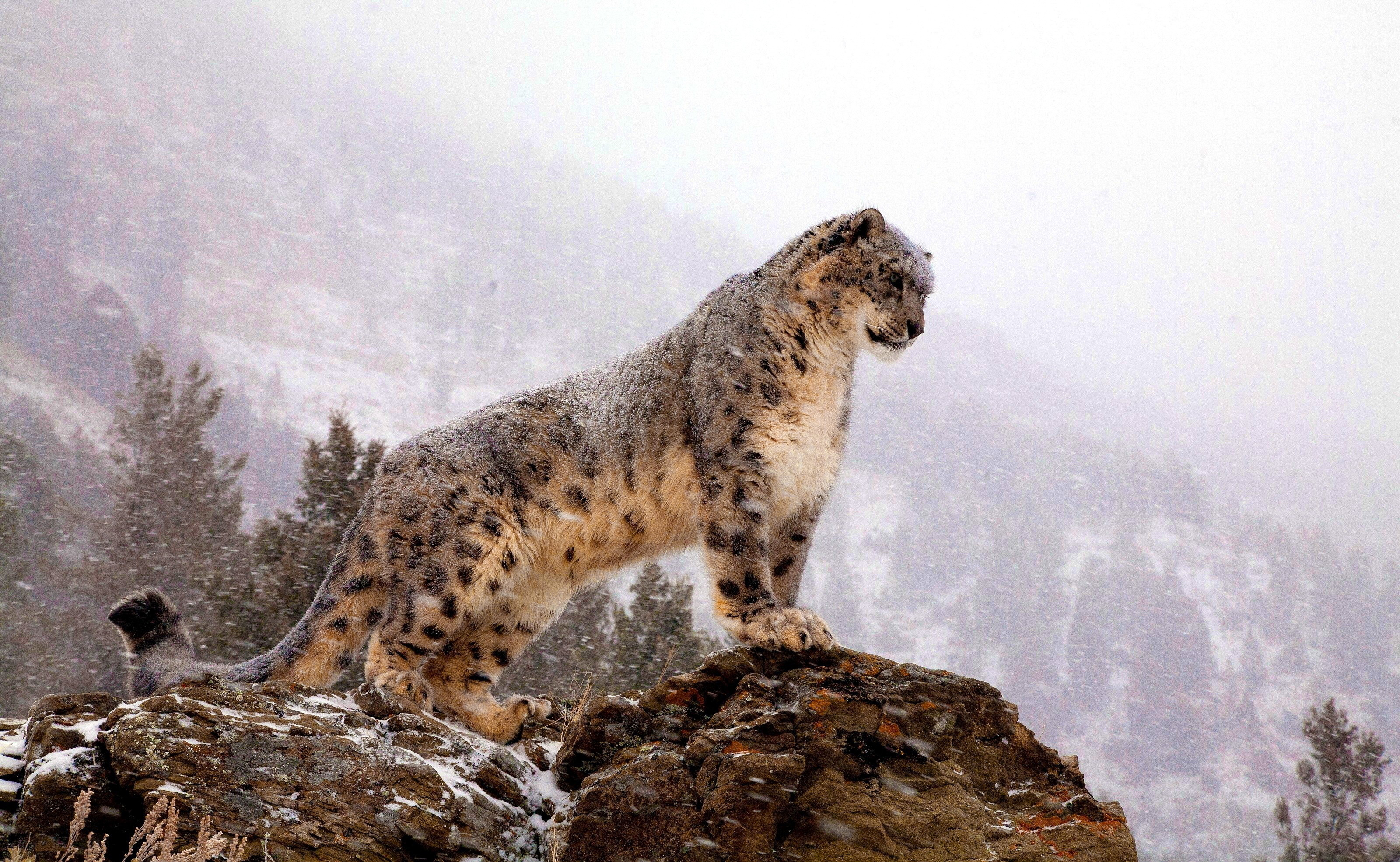 Snow Leopard, 360 Wallpapers, 3200x1970 HD Desktop
