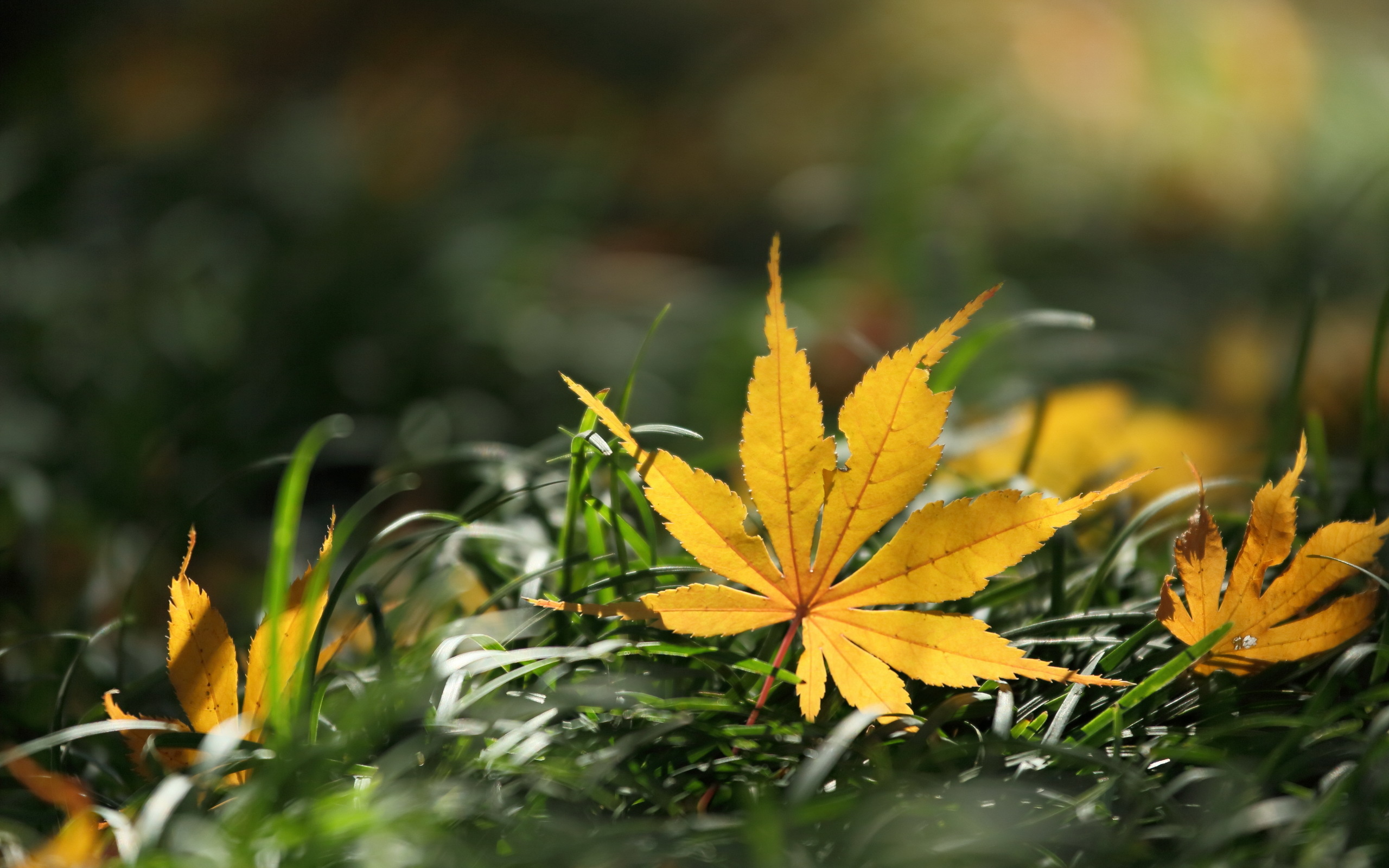 Leaf close-up, High-definition beauty, Intricate details, Nature's marvel, 2560x1600 HD Desktop