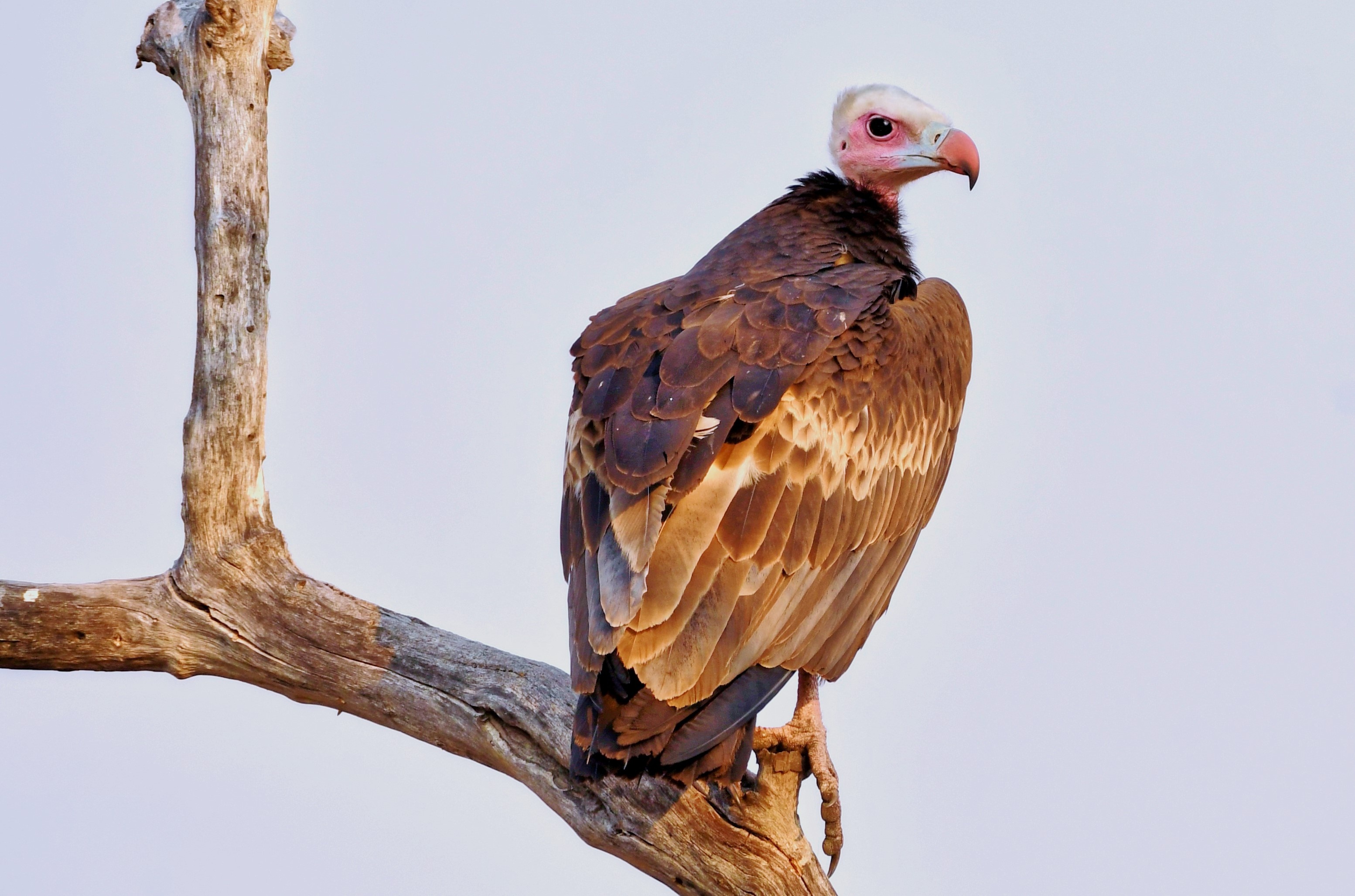 Hooded vulture, Kafue Zambia, Majestic bird, Wildlife beauty, 3110x2060 HD Desktop