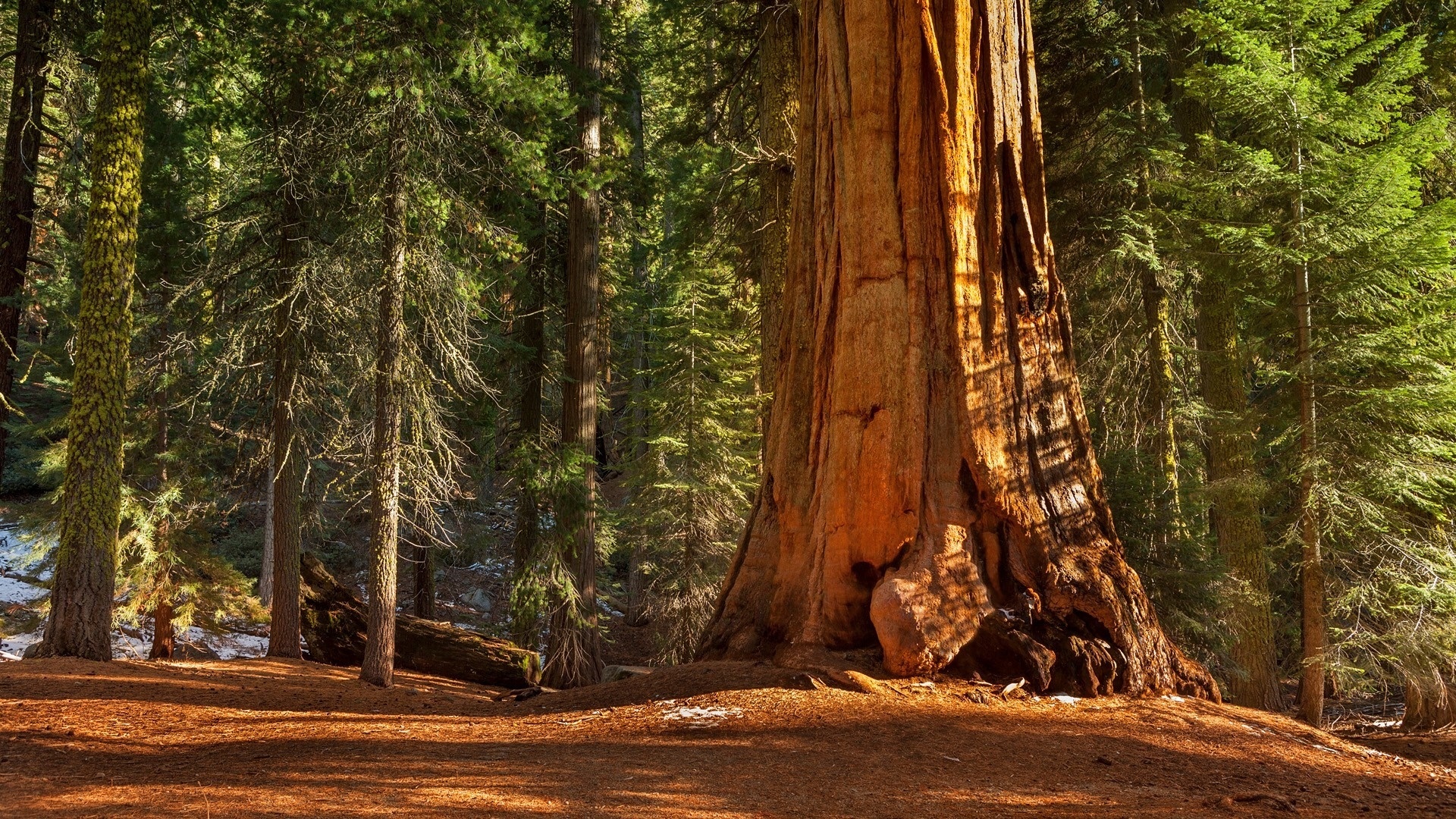 Redwood forest beauty, HD wallpapers, Magical ambiance, Nature's splendor, 1920x1080 Full HD Desktop