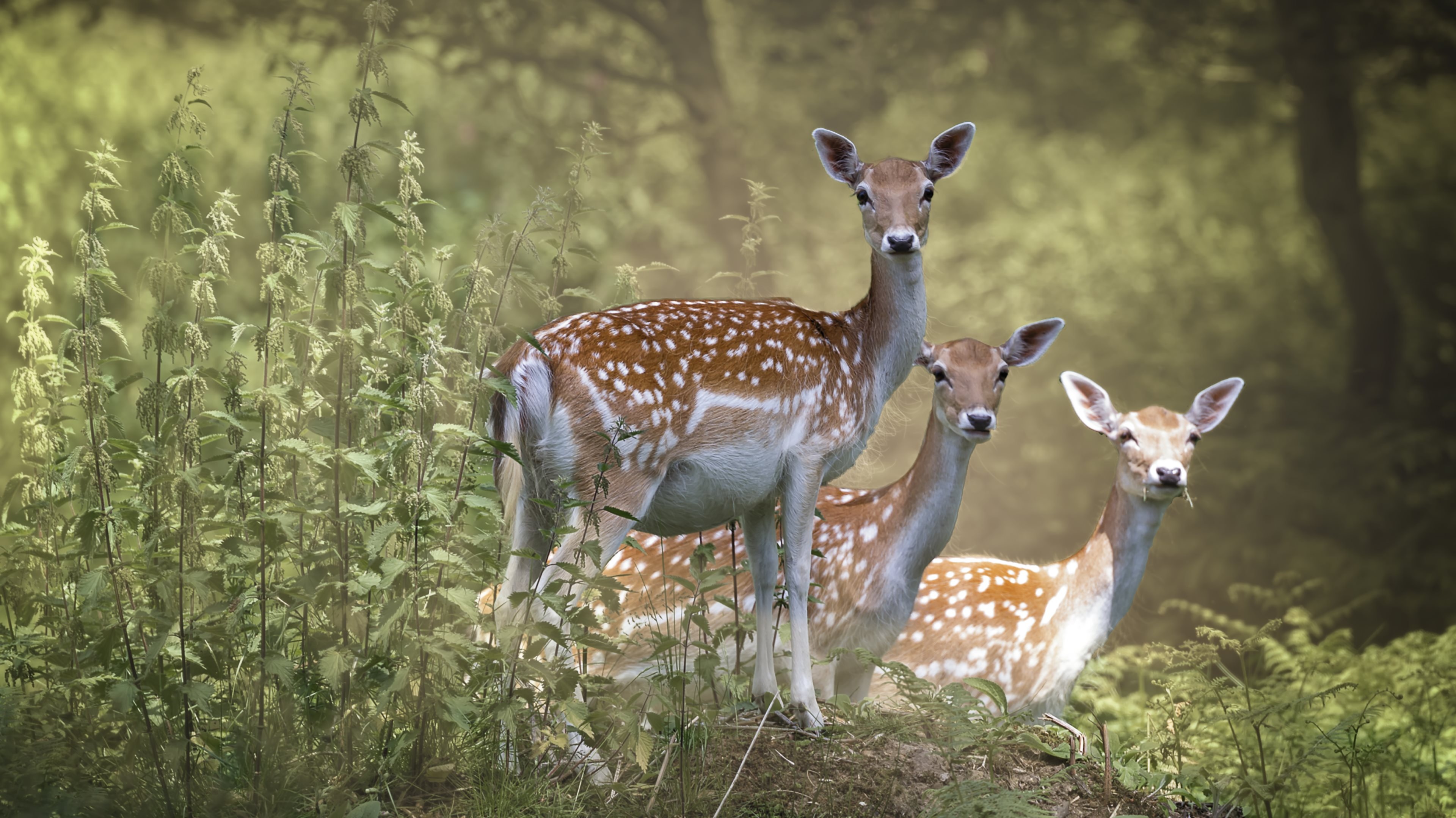 Fallow deer 4K wallpapers, HD wallpapers, Stunning visuals, Nature's beauty, 3840x2160 4K Desktop