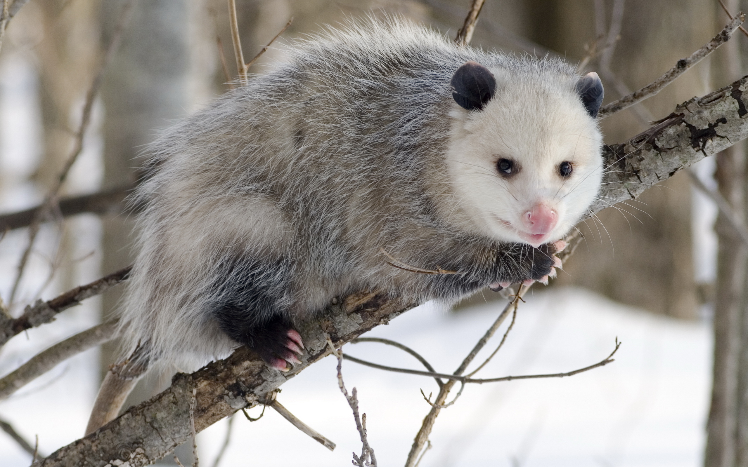 Opossum, Animal portraits, Nature wallpapers, Black and white, 2560x1600 HD Desktop