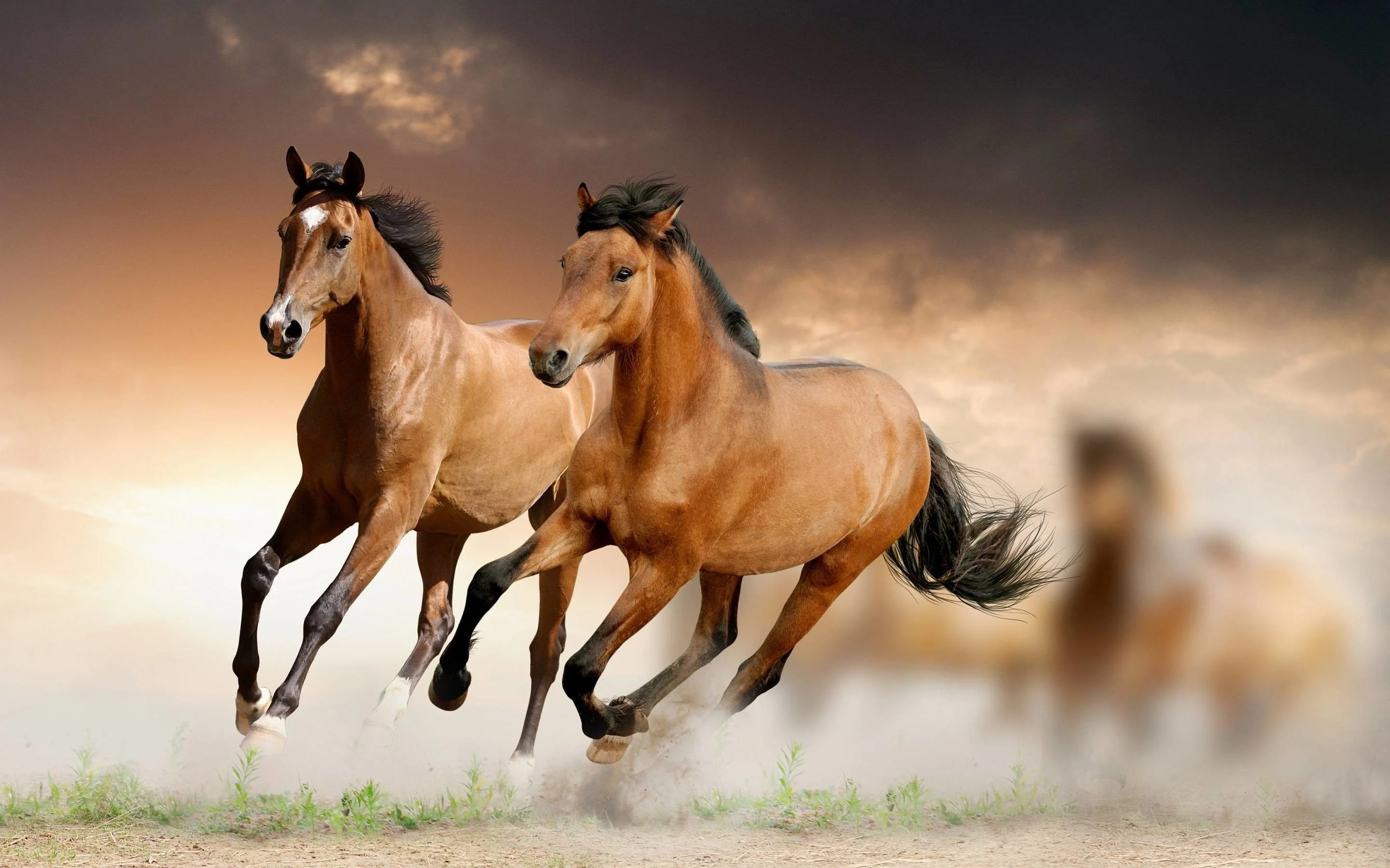 Horse: Galloping mustangs, Free-roaming animals. 2880x1800 HD Wallpaper.