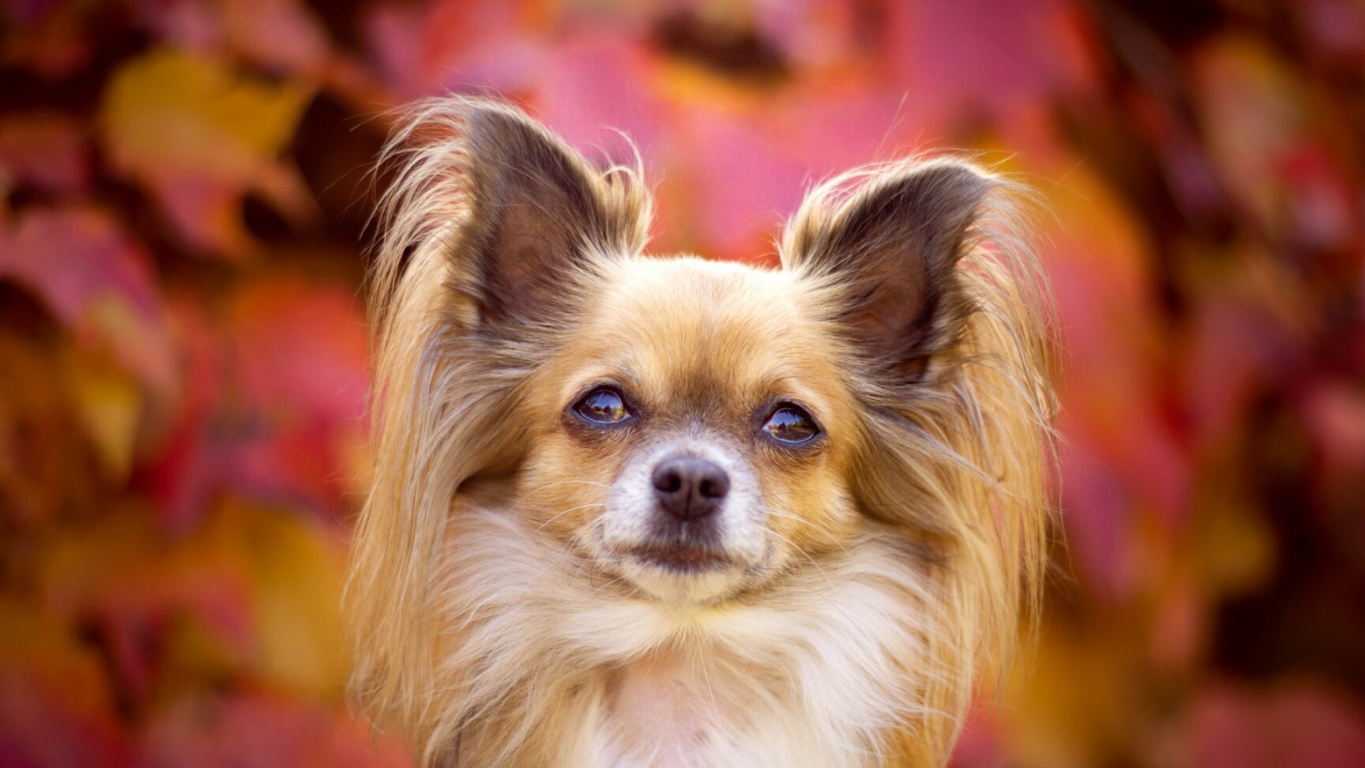 Papillon Dog: The coat is soft, full and usually white with patches of black or of pale tan to dark reddish brown. 1920x1080 Full HD Wallpaper.