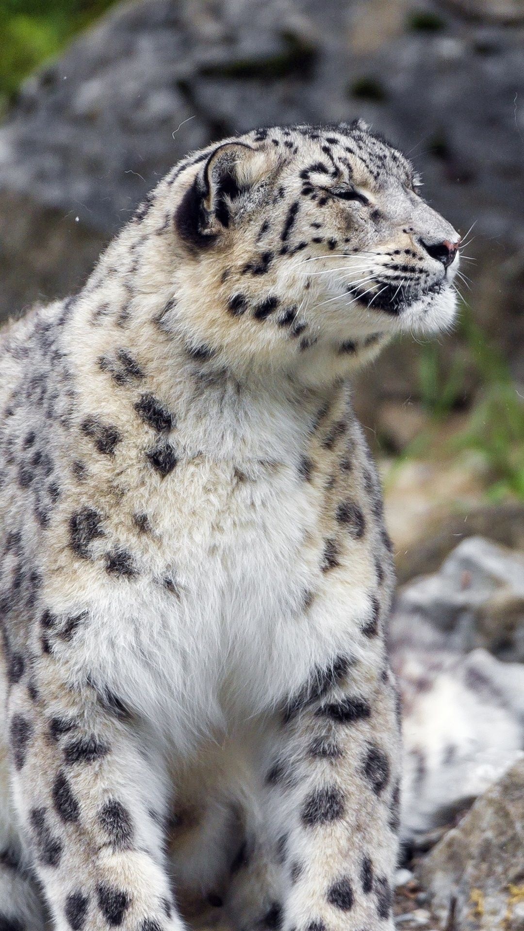Snow leopard background, Explore more cat, 1080x1920 Full HD Handy