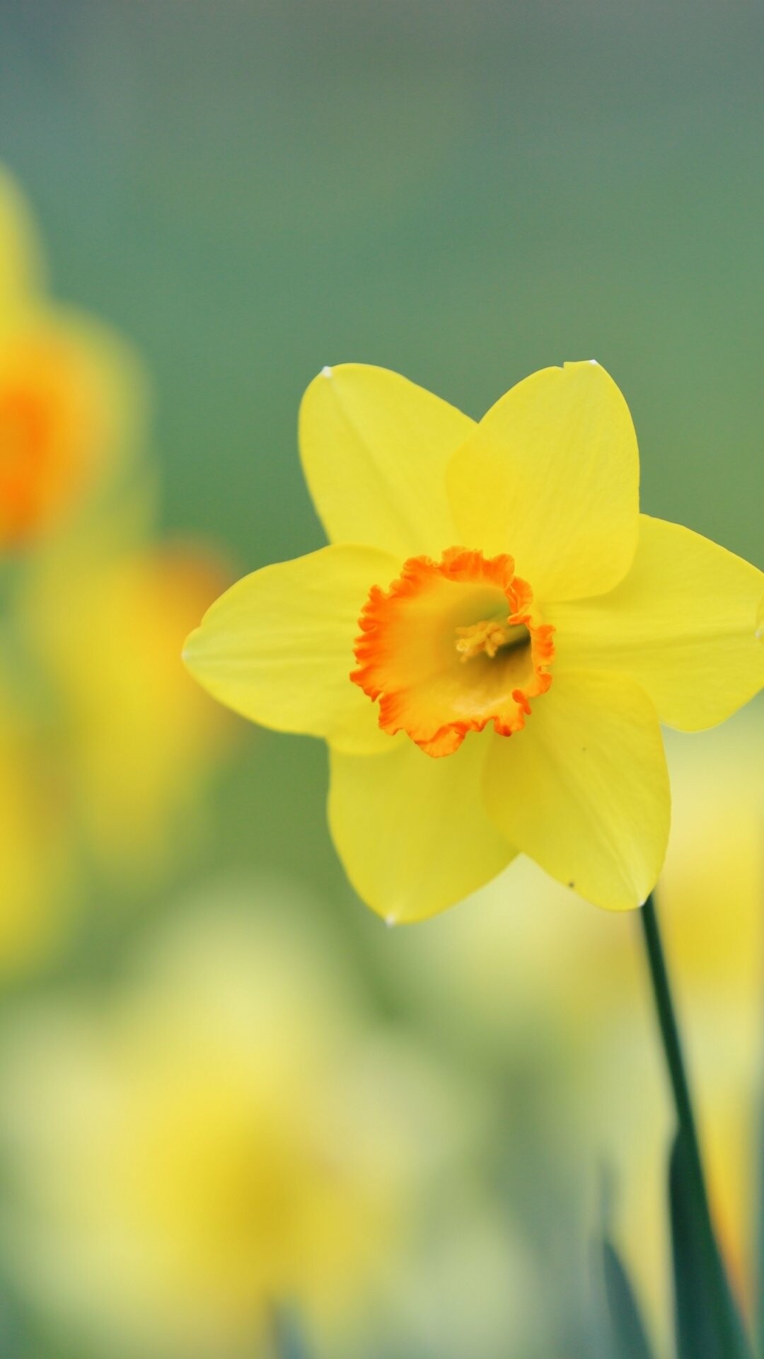 Daffodil: Daffodils do best in full sun but will tolerate light shade, Flower. 1080x1920 Full HD Wallpaper.