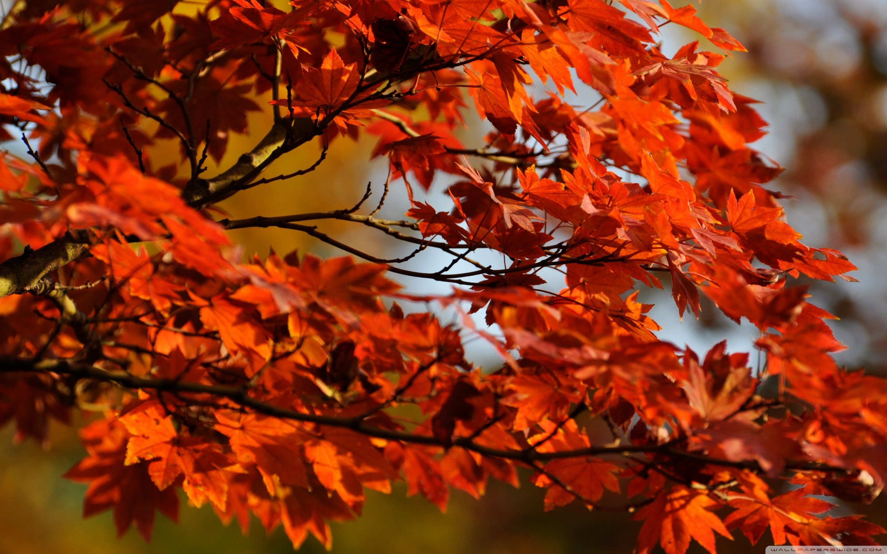 Maple tree, Stunning wallpapers, Nature's beauty, HD quality, 2880x1800 HD Desktop