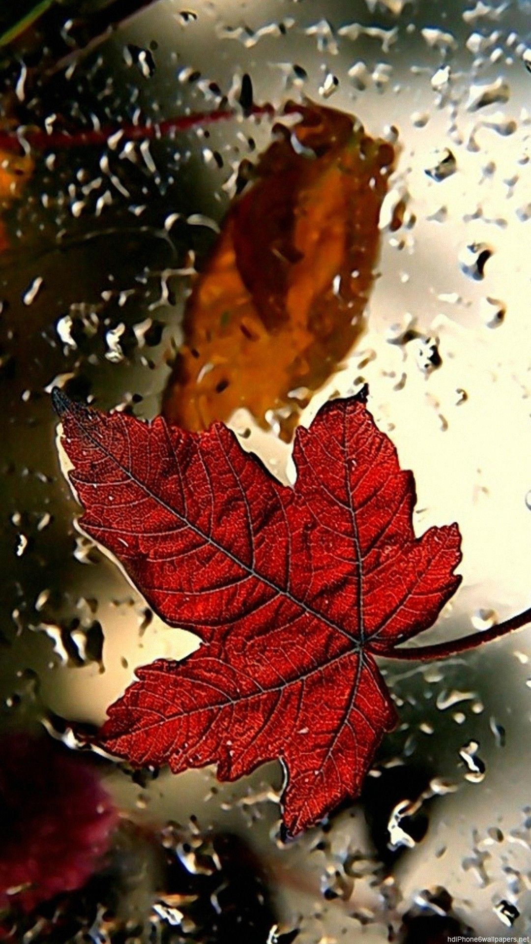 Maple leaf, Nature's beauty, Rustic charm, Fall season, 1080x1920 Full HD Handy