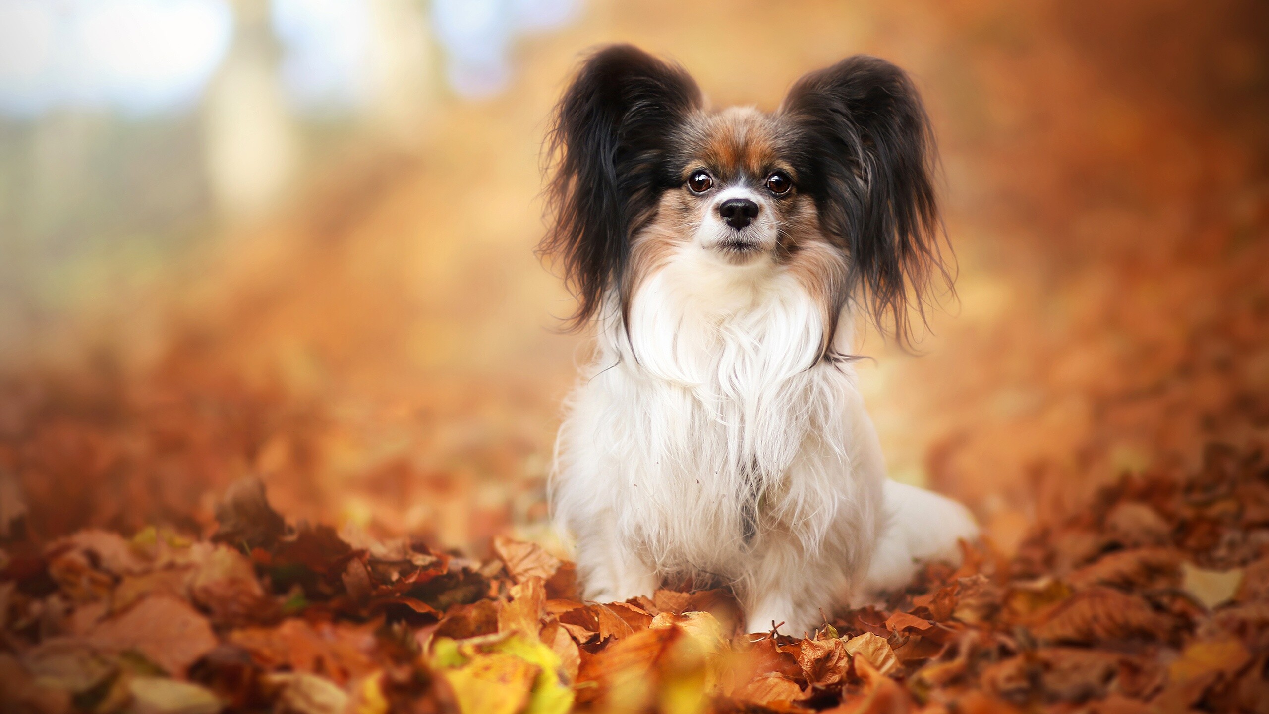 Papillon Dog: The breed is known as excellent watchdogs, Spaniel. 2560x1440 HD Background.