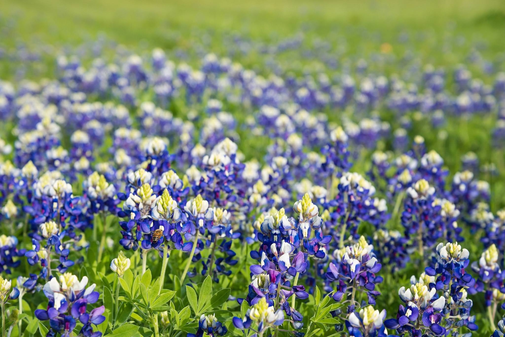 Bluebonnet in 4K, Ultra high-definition beauty, Nature's color palette, Texas pride, 2050x1370 HD Desktop
