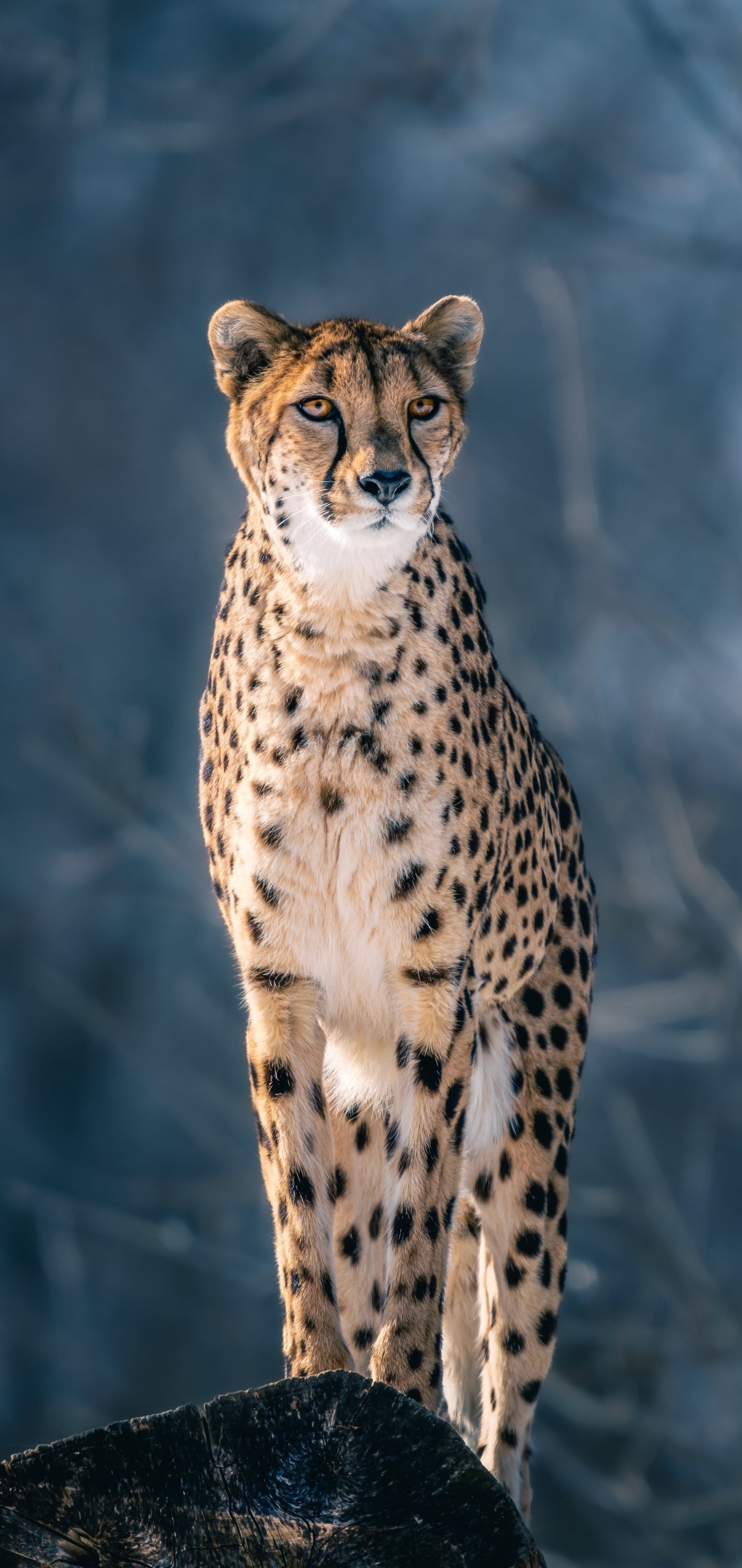 Animal cheetah, Grace and power, Majestic and agile, Iconic African predator, 1440x3040 HD Handy