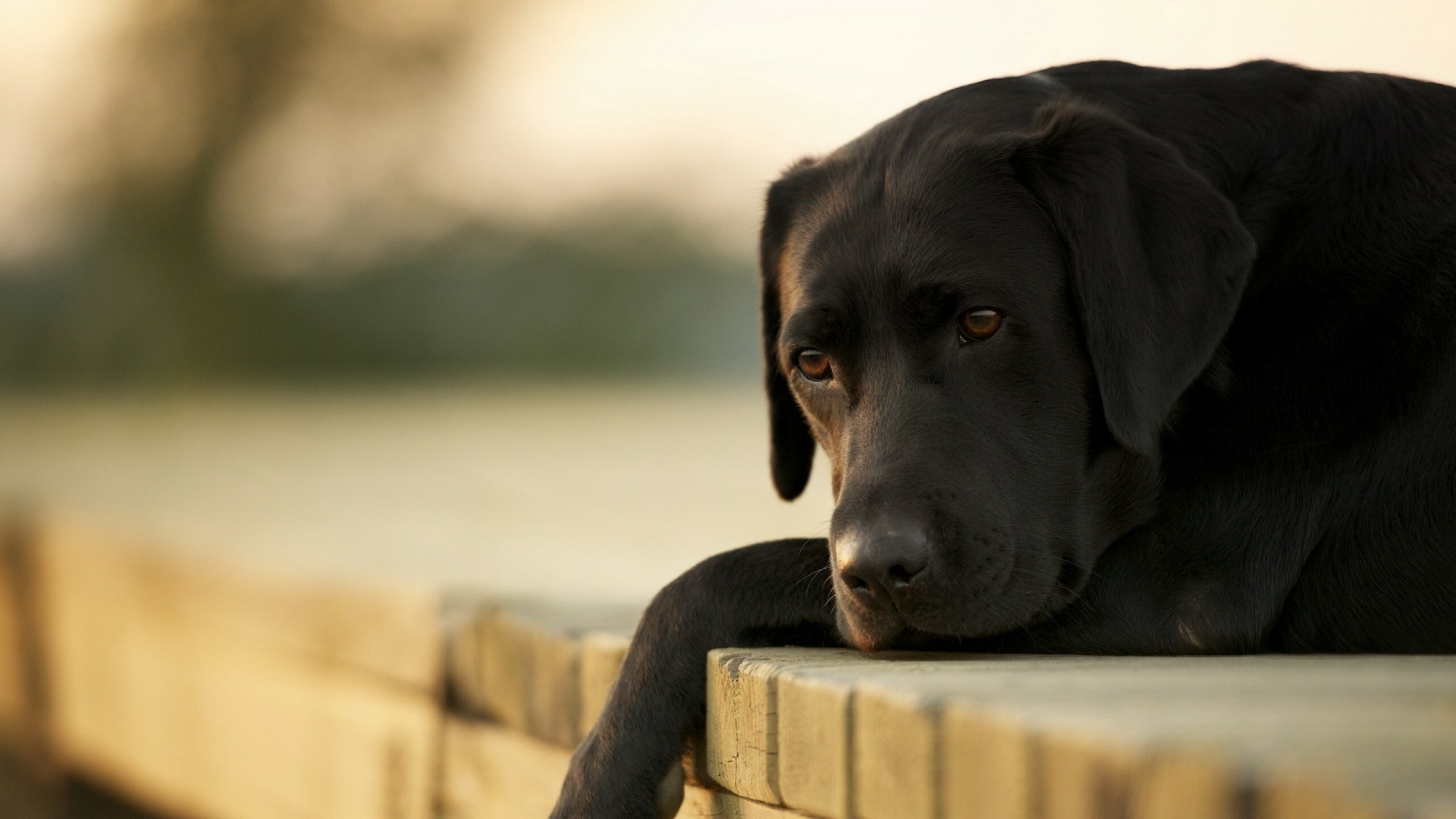 Dog: Labrador, Have a short, easy-care coat, friendly demeanor, keen intelligence, and plenty of energy. 2560x1440 HD Background.