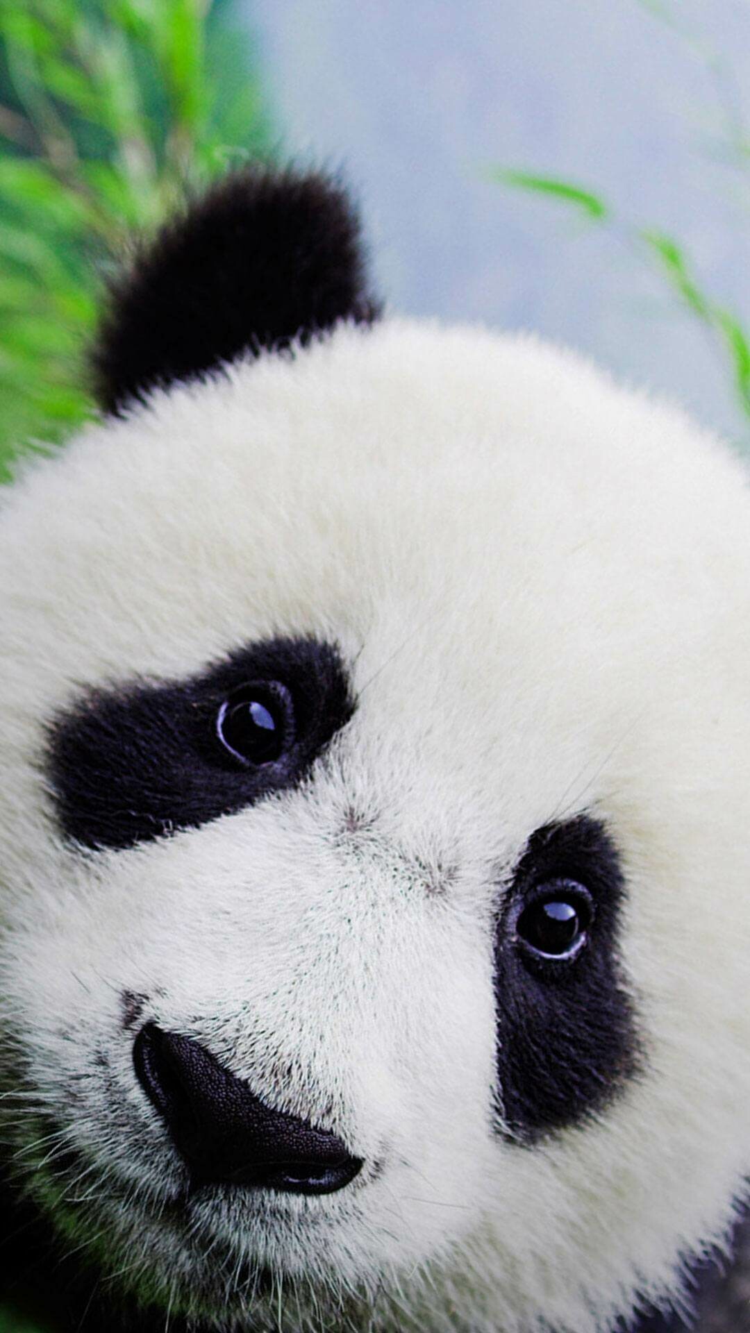 Panda: Black and white bears, Found in thick bamboo forests and high up in the mountains. 1080x1920 Full HD Wallpaper.