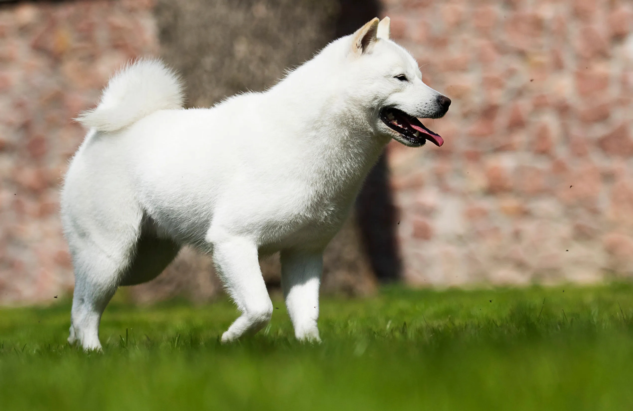 Hokkaido Dog, Japanese dog breeds, Smart dog guide, 2540x1660 HD Desktop
