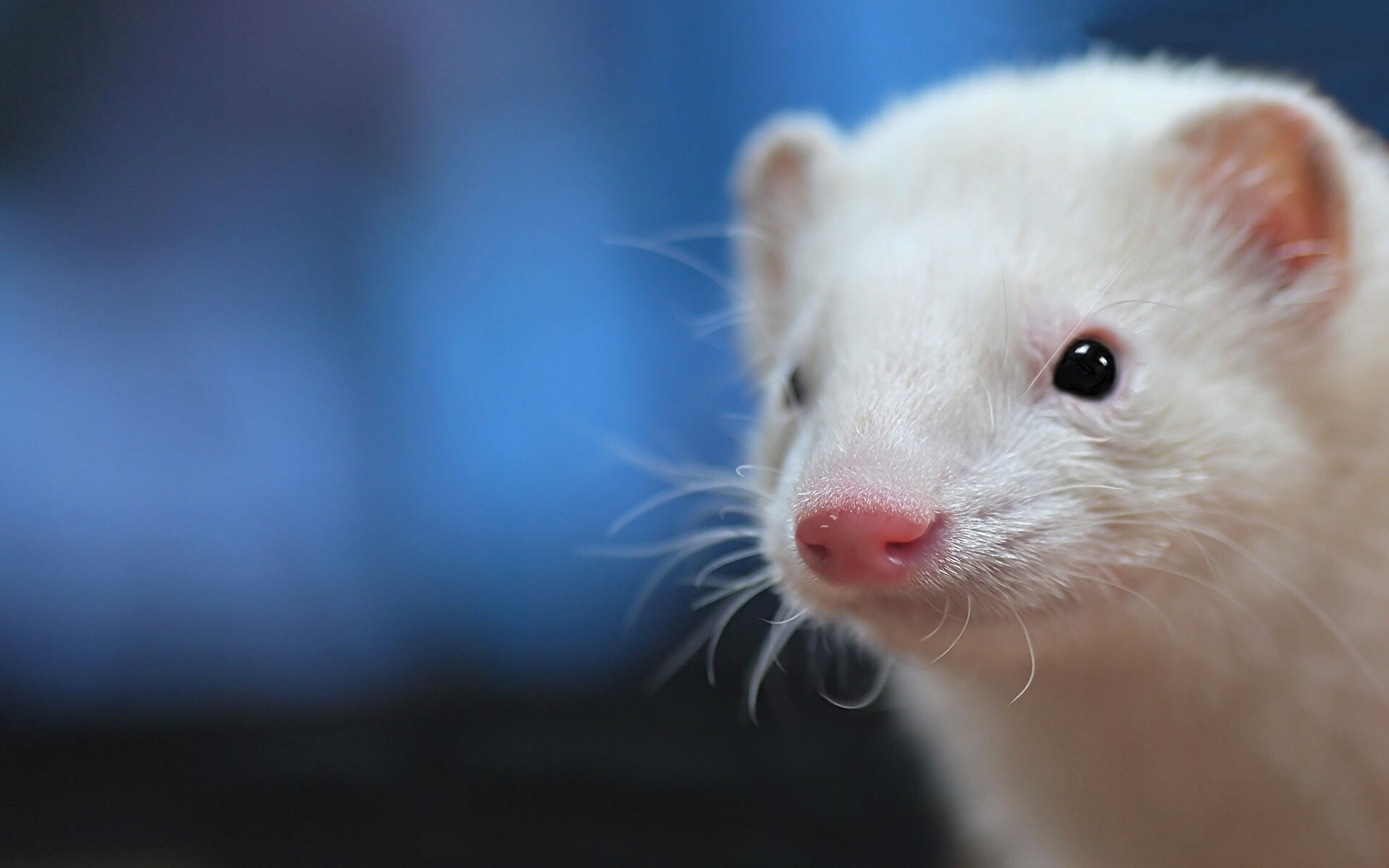 Ferret: A domesticated form of the European polecat, Albino. 1920x1200 HD Background.