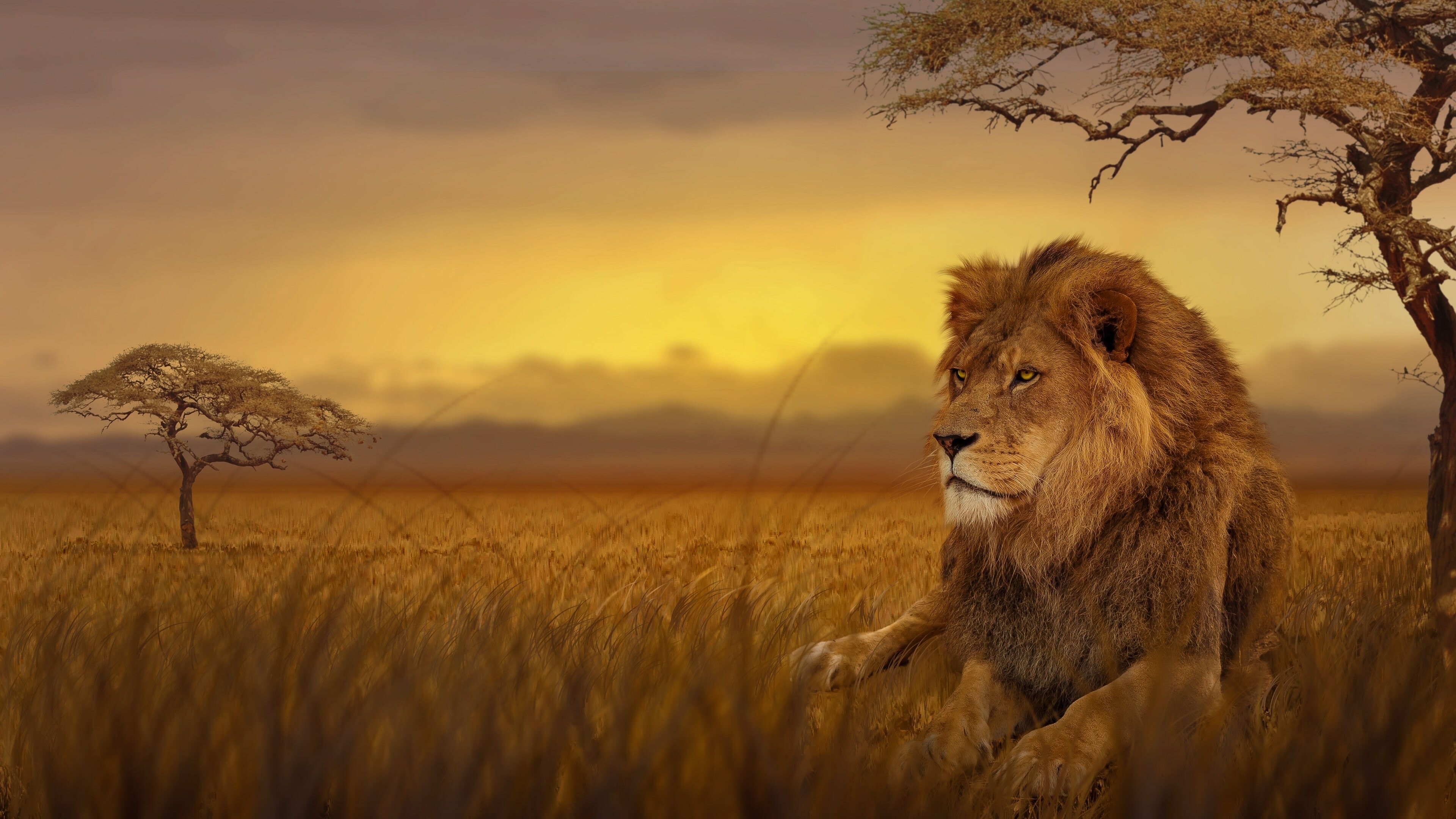 Lion: It is a social species, forming groups called prides. 3840x2160 4K Background.