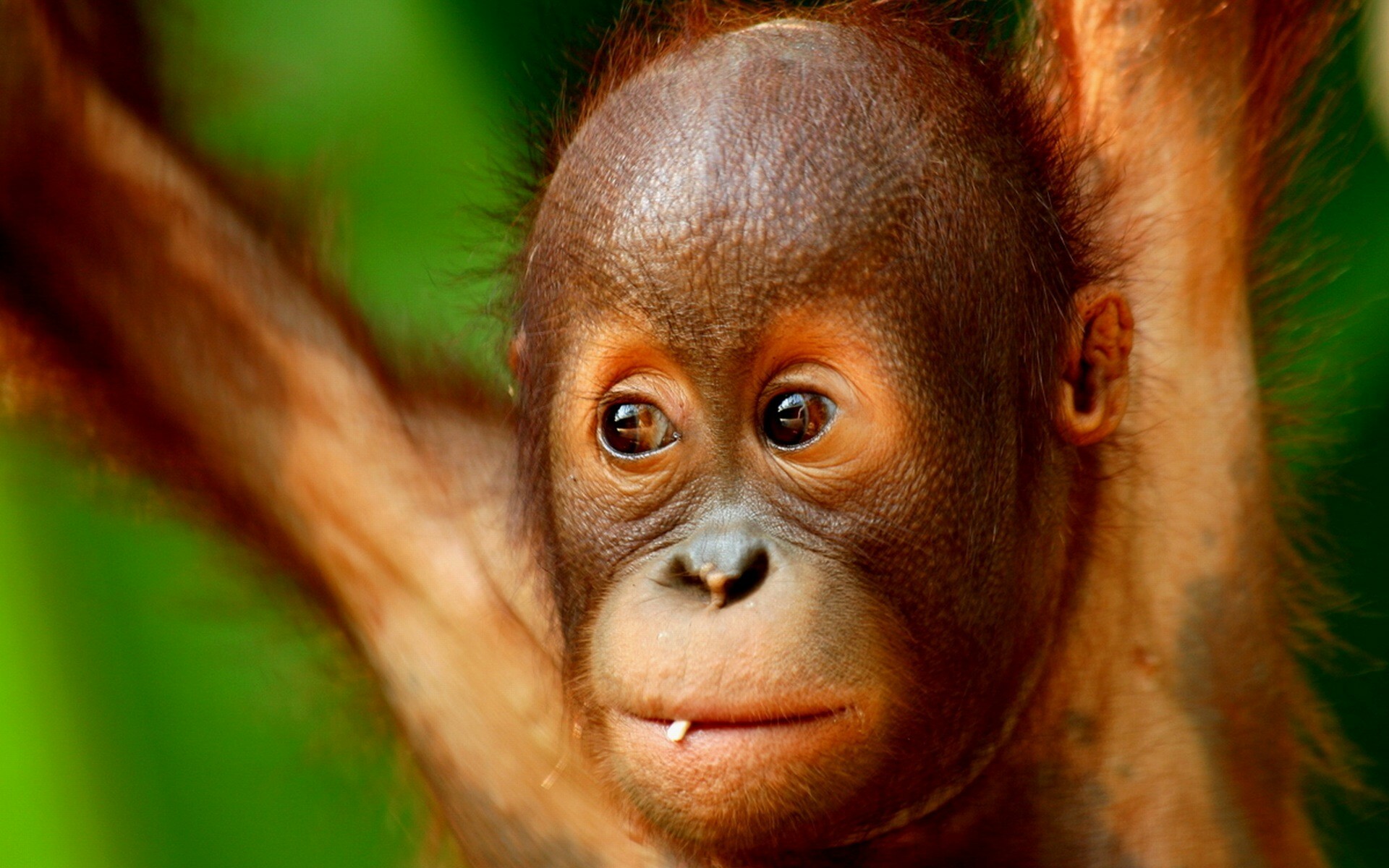 Ape: Baby Monkey, Orangutan, Wildlife. 1920x1200 HD Background.
