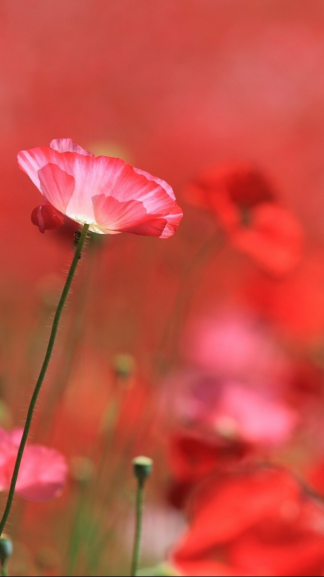 Poppy Flower: The flowers used as a symbol around the world to remember those who died in military service. 1080x1920 Full HD Background.