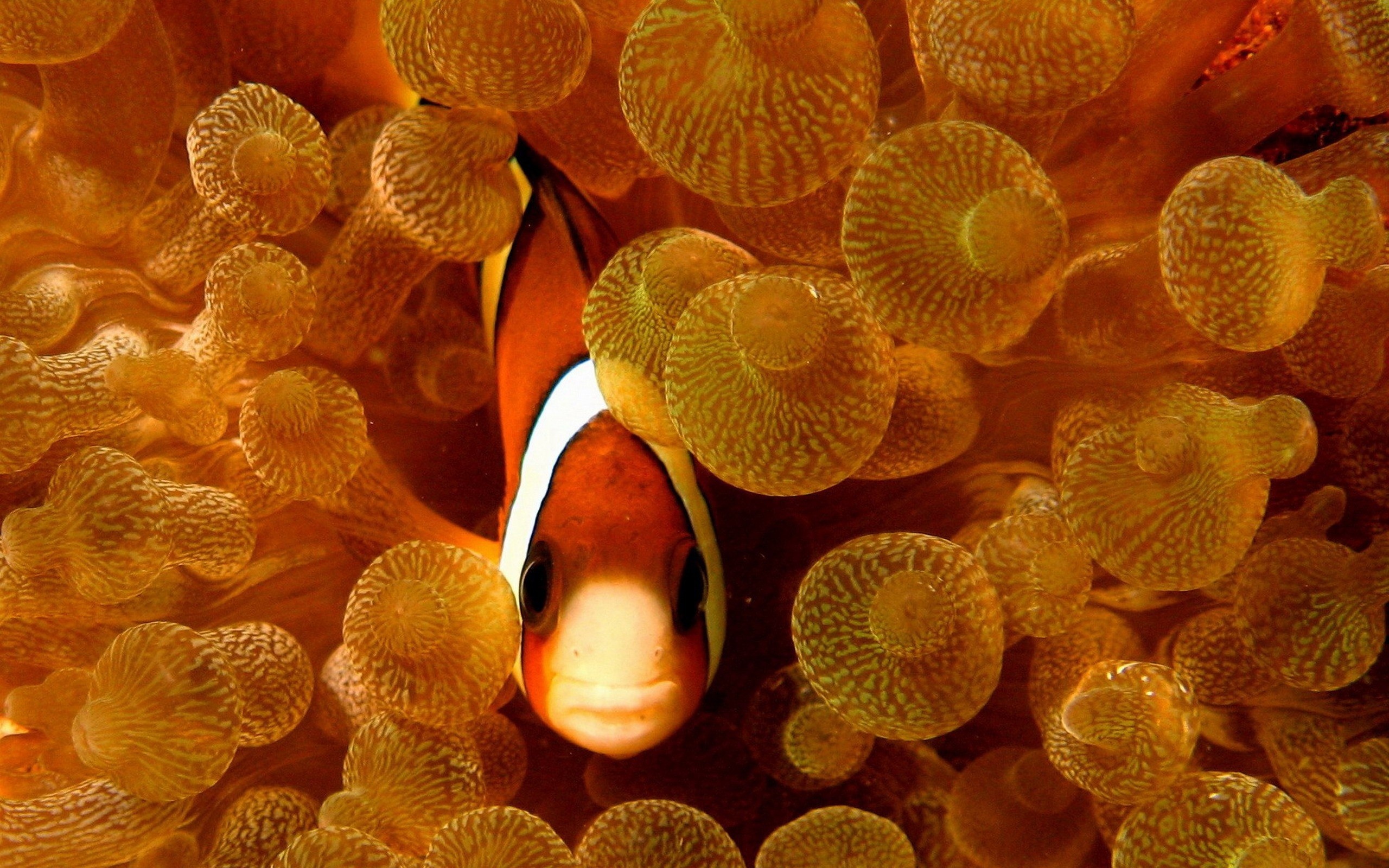 Captivating clownfish background, HD wallpaper, Beautiful aquatic life, Underwater charm, 2560x1600 HD Desktop