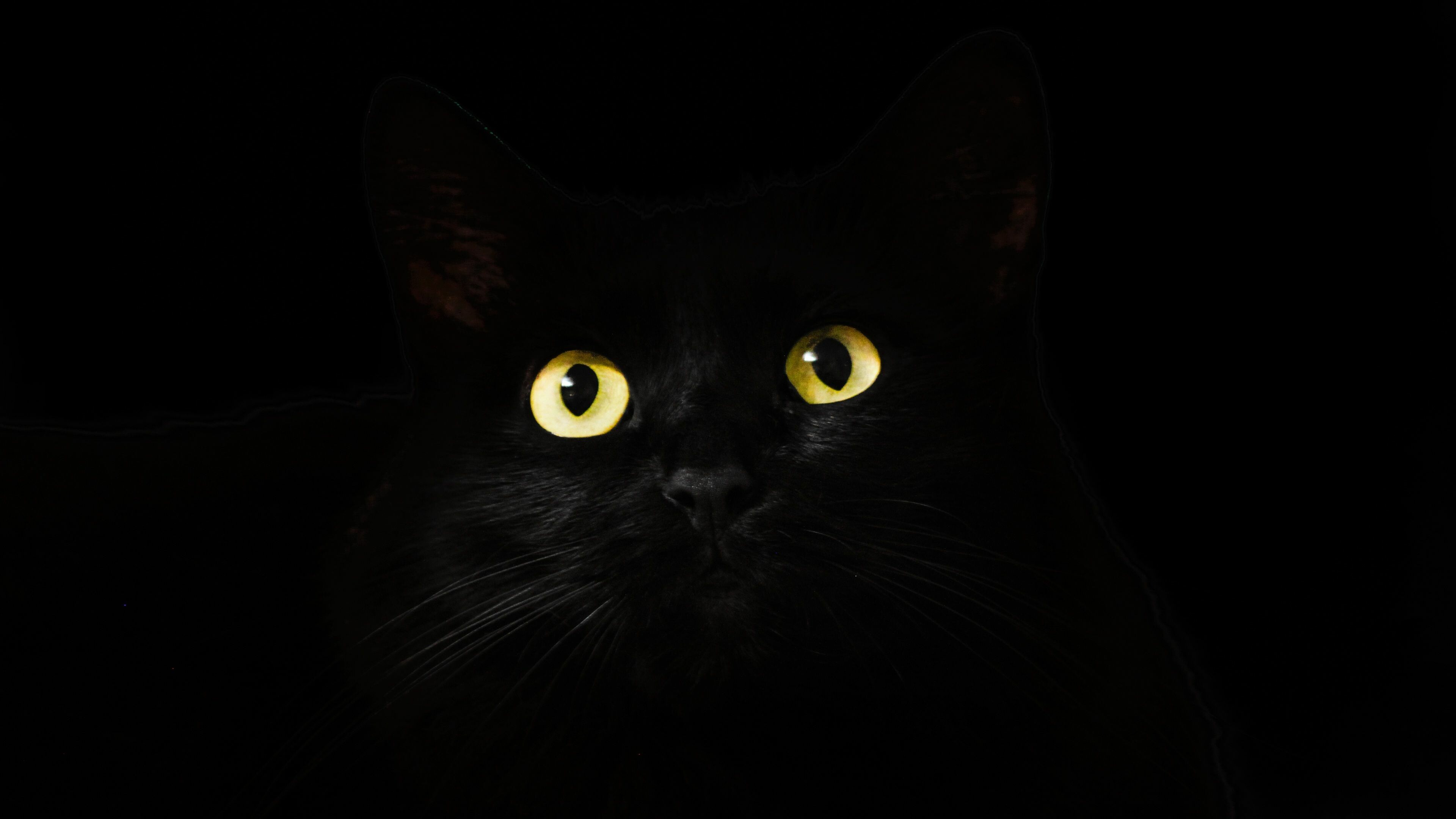 Intense cat gaze, Mysterious black cats, Enchanting eyes, Bewitching Halloween cats, 3840x2160 4K Desktop