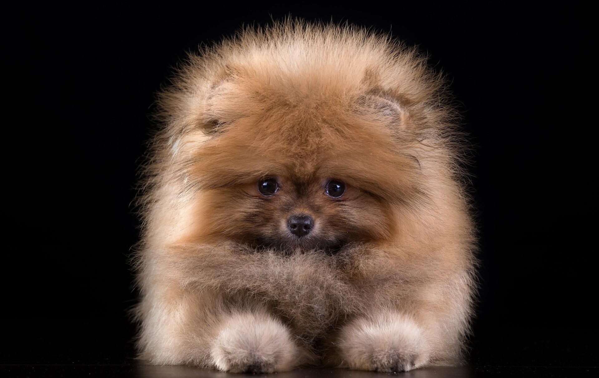 Pomeranian: Queen Victoria worked to improve and promote the breed. 1920x1220 HD Wallpaper.