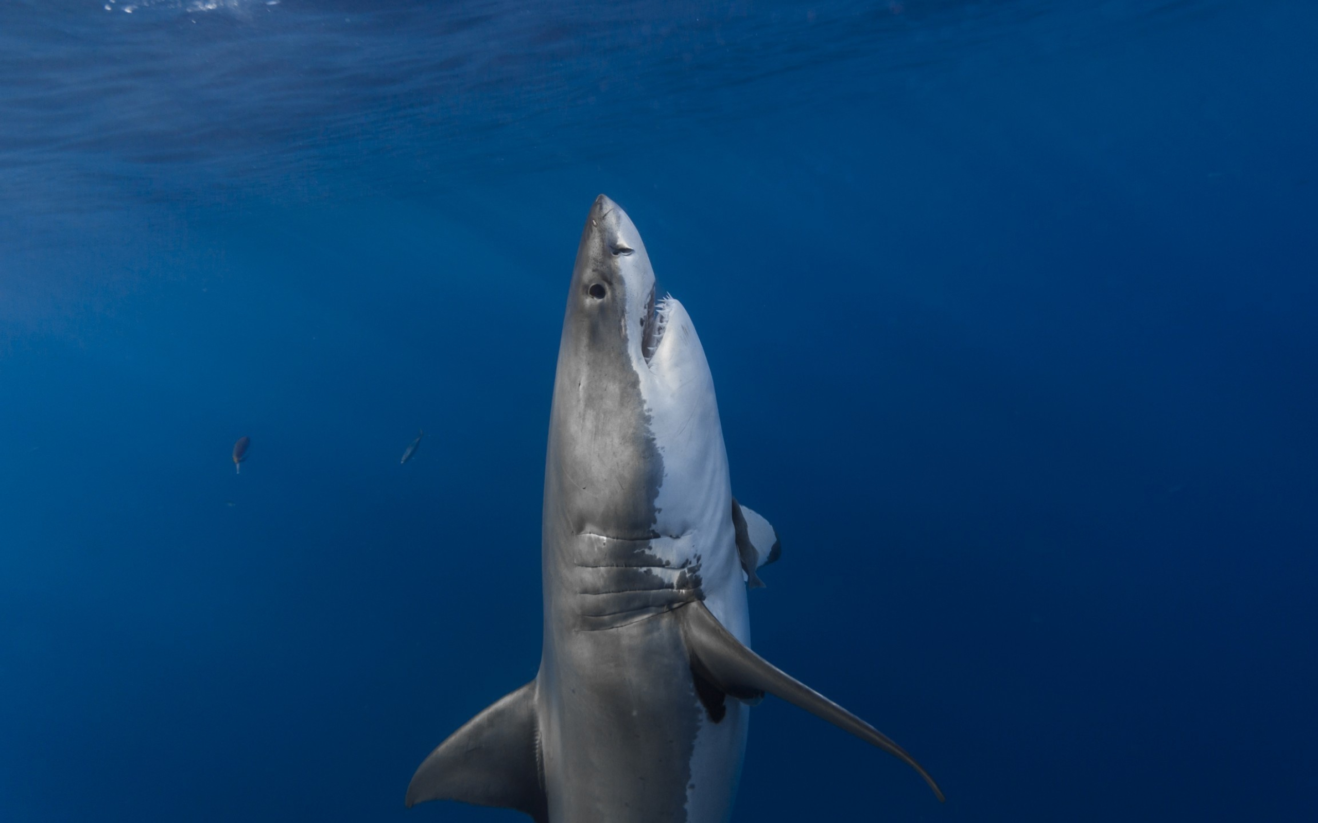 Great White Shark: One of the most feared fish in the world, Lamnidae. 2560x1600 HD Wallpaper.