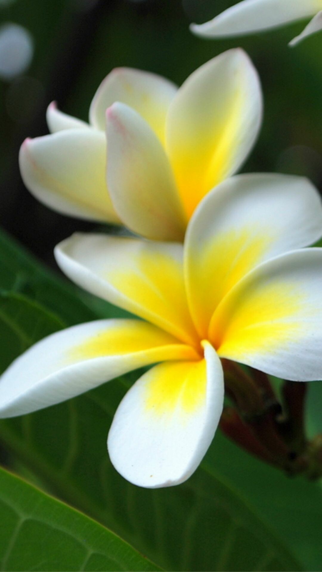 Frangipani Flower: The Plumeria is mainly used as a source of perfume oil and for decorating houses and temples. 1080x1920 Full HD Background.