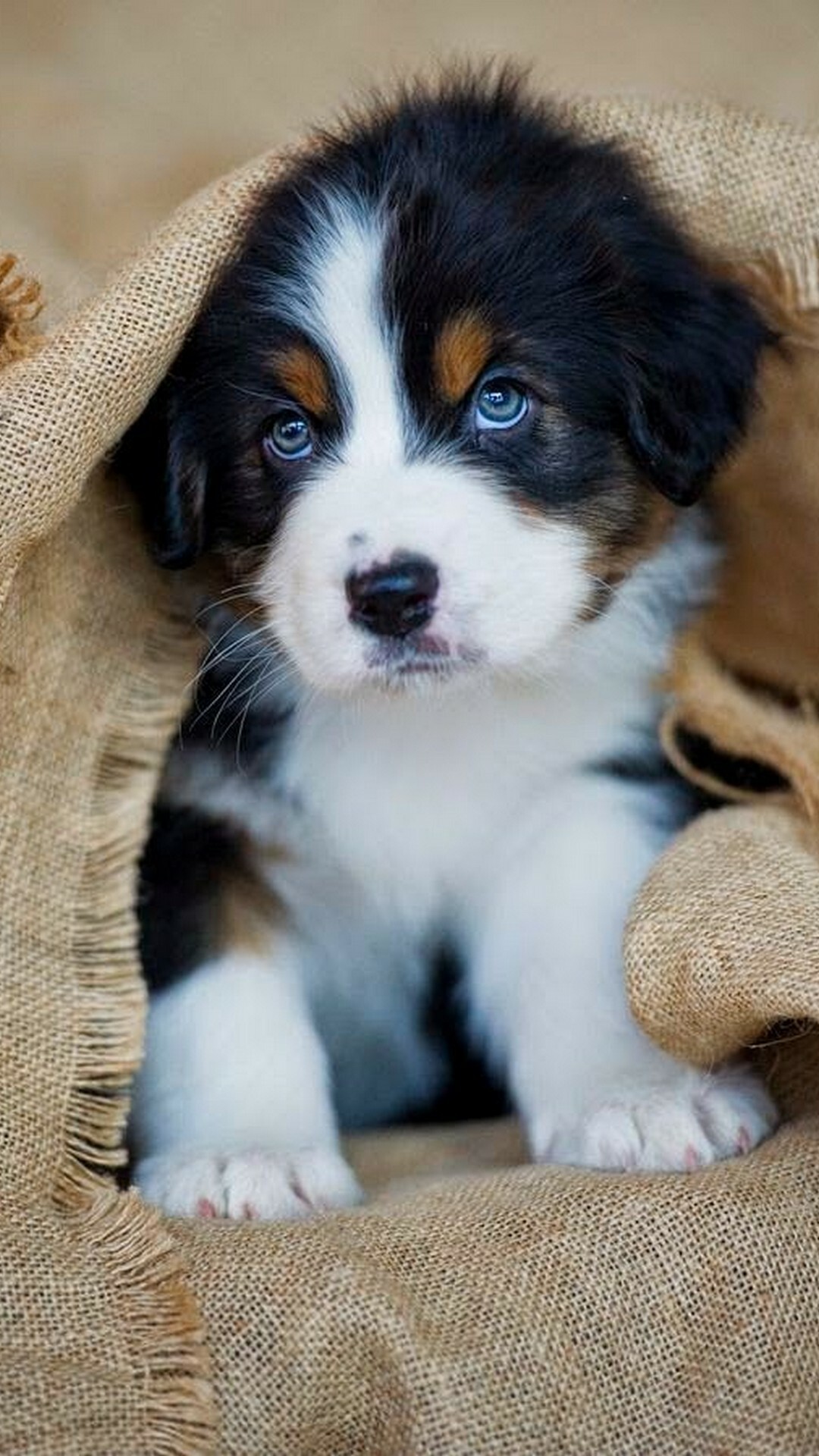 Puppy: Bernese Mountain Dog, Pup, Dog breed. 1080x1920 Full HD Background.