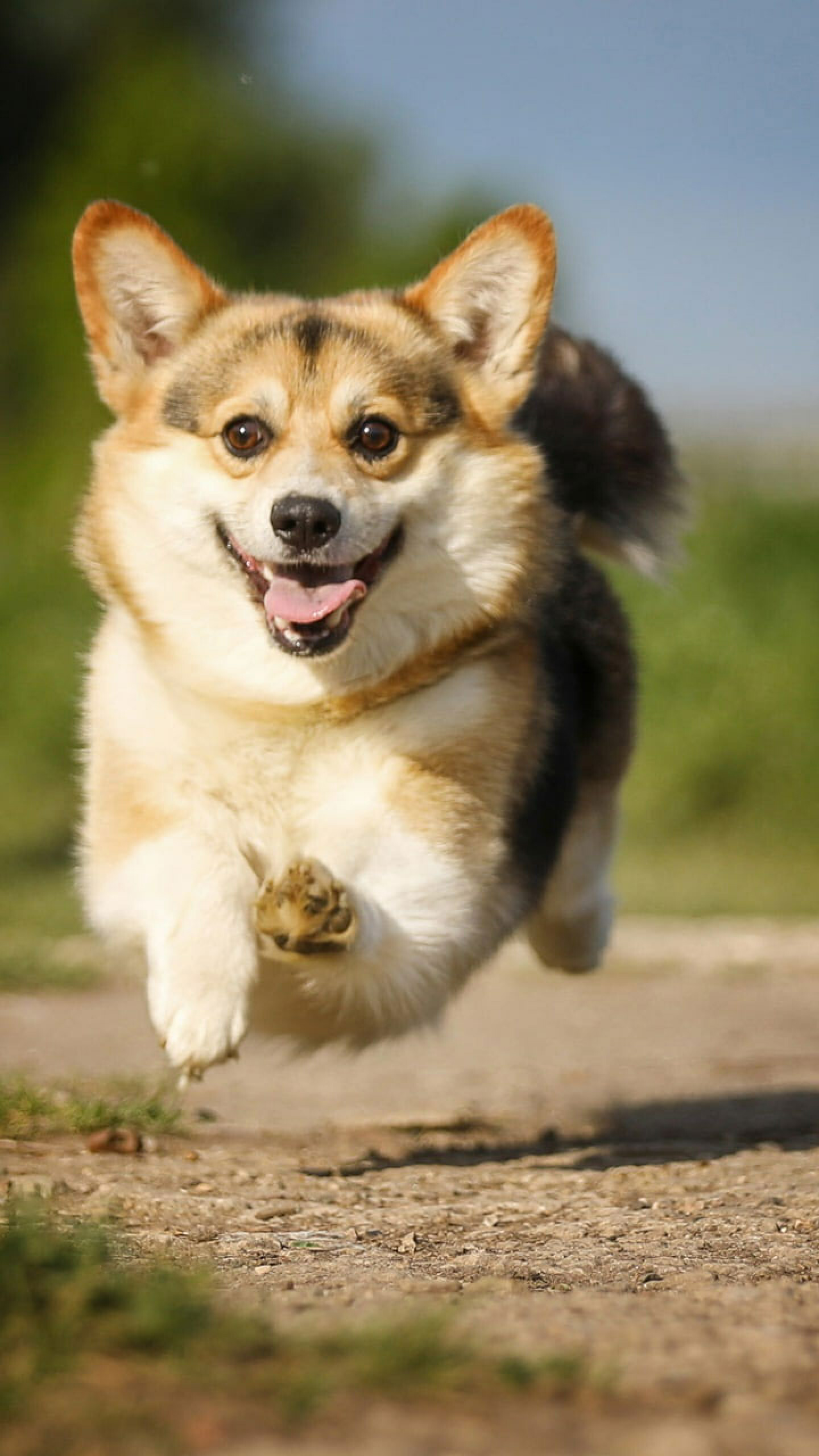 Corgi: The Pembroke had become the 37th-most popular breed of dog in the US by 1998. 1440x2560 HD Wallpaper.