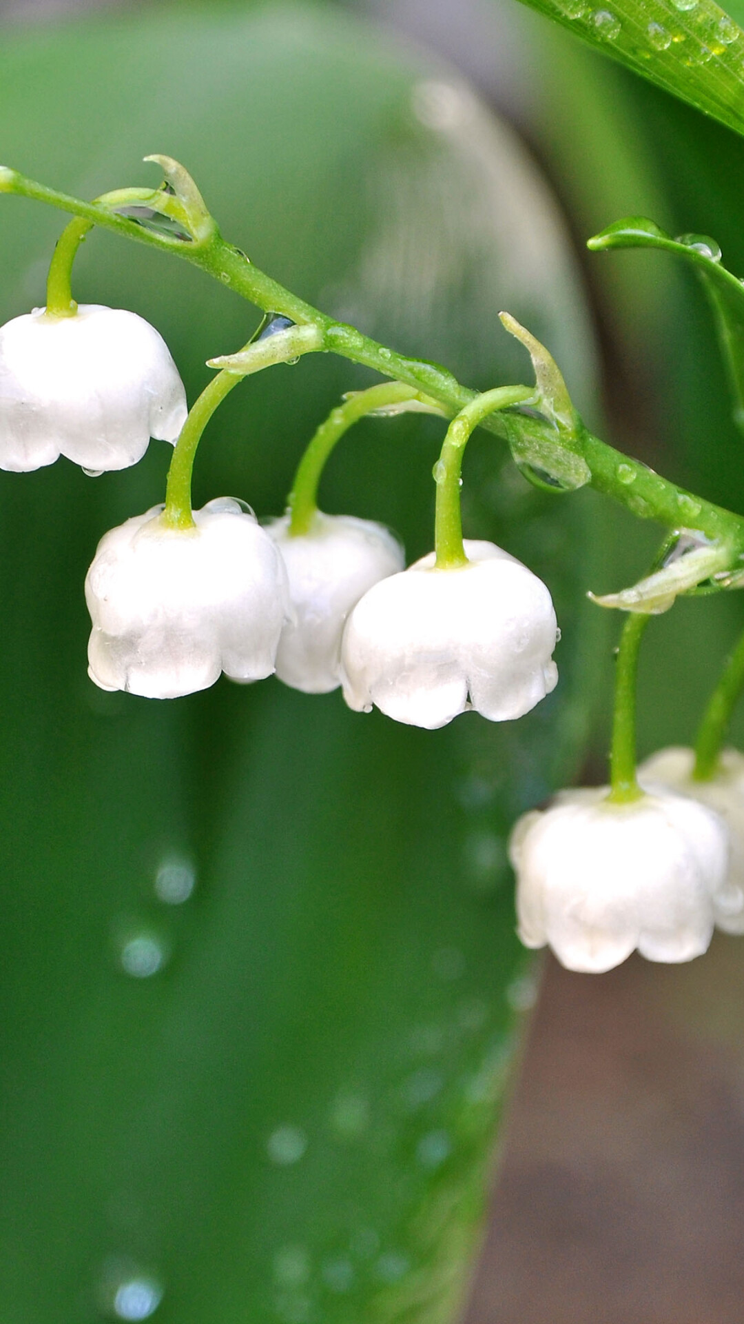 Lily of the Valley: One and only representative of the genus Convallaria. 1080x1920 Full HD Wallpaper.