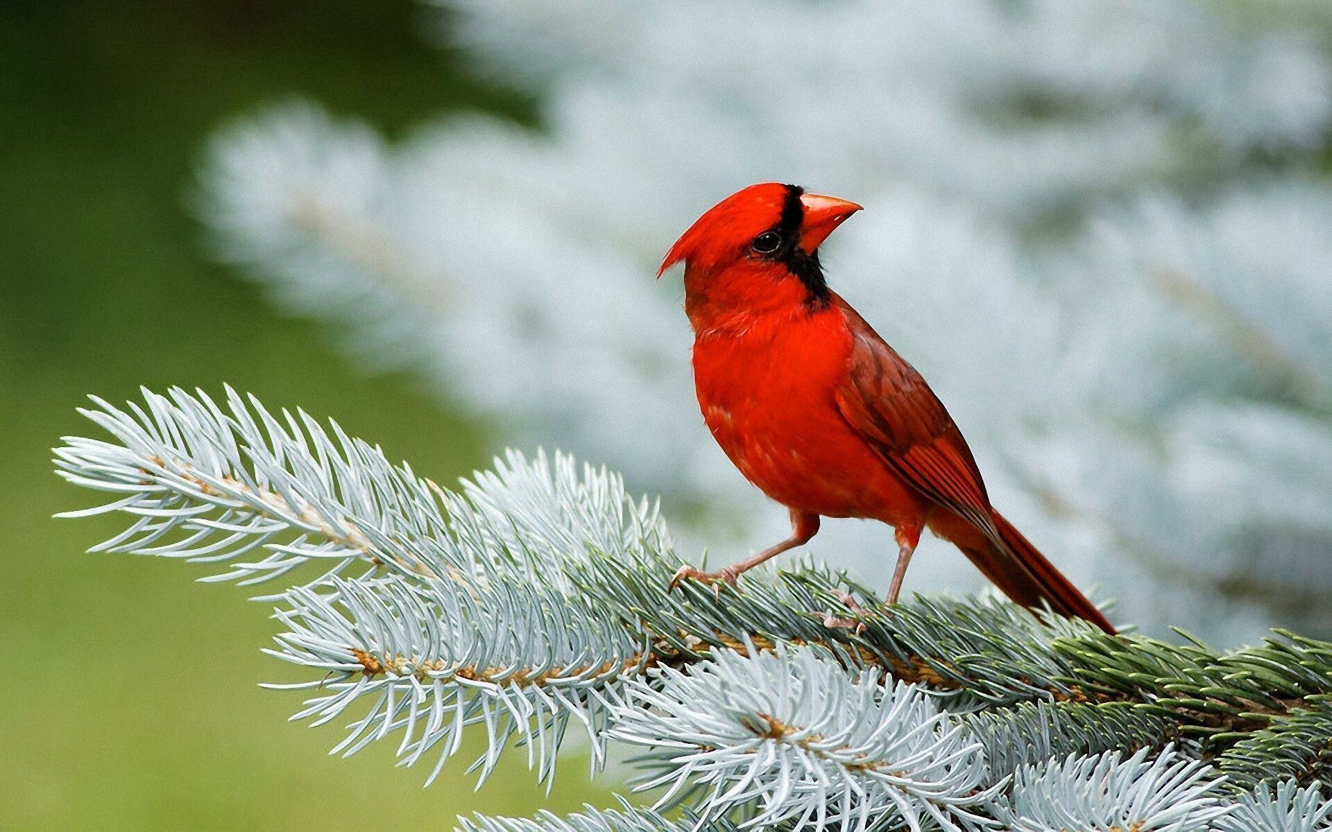 Bird: The northern cardinal, A mid-sized songbird. 1920x1200 HD Background.