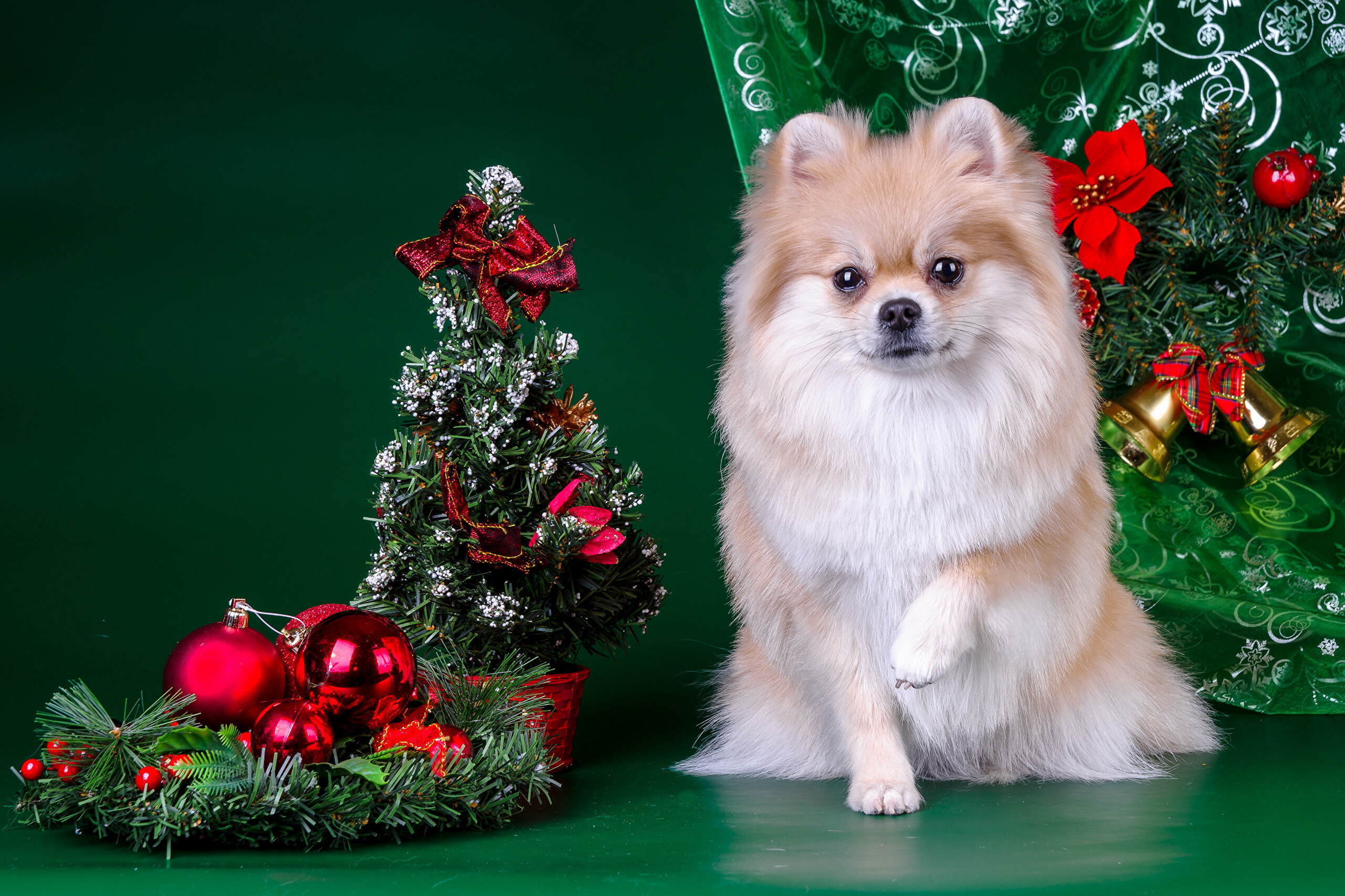Pomeranian, Festive holiday, Dog in green, Christmas pet, 2560x1710 HD Desktop