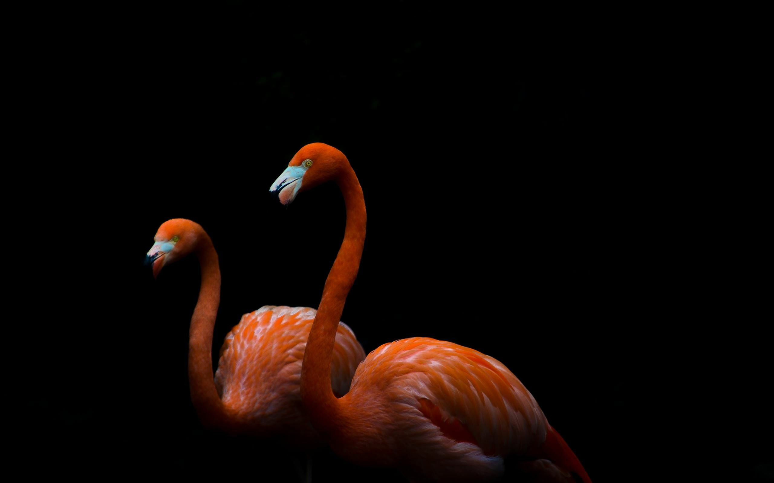 Flamingo: A pink wading bird that has incredibly long legs. 2560x1600 HD Background.