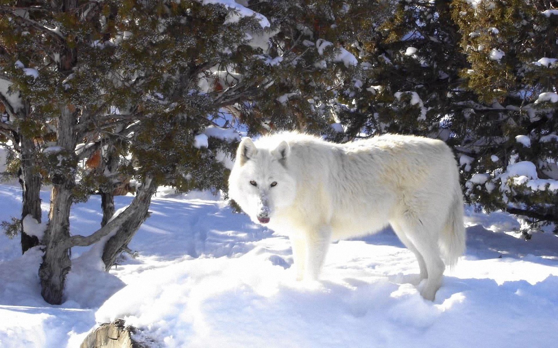 Arctic Wolf, Majestic creature, Ice-covered wilderness, Evolved predator, 1920x1200 HD Desktop