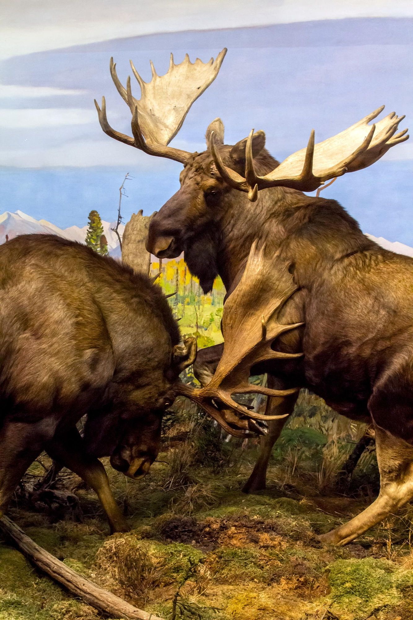 Magnificent moose, Iconic wildlife, Hunting adventure, Pristine wilderness, 1340x2000 HD Phone