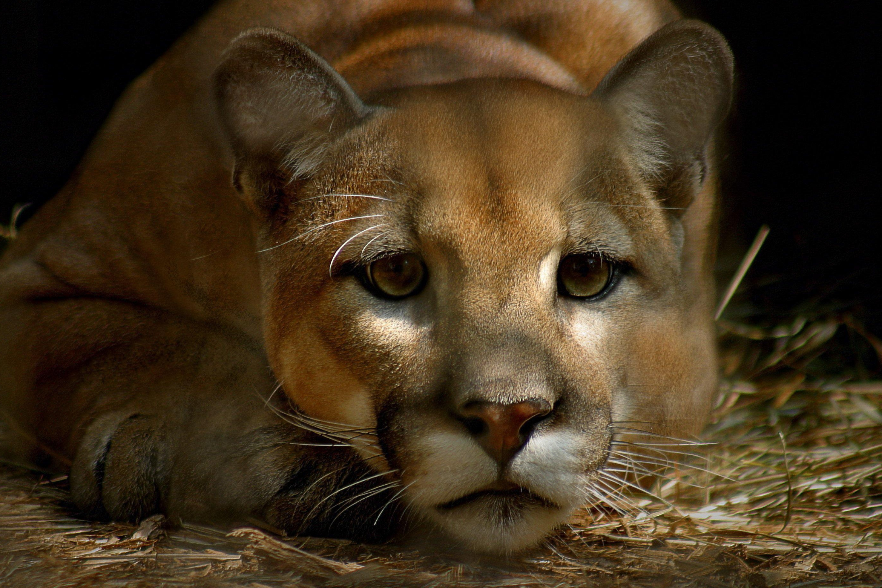 Pumas, Big cats, Intense gaze, Mysterious allure, 3080x2050 HD Desktop