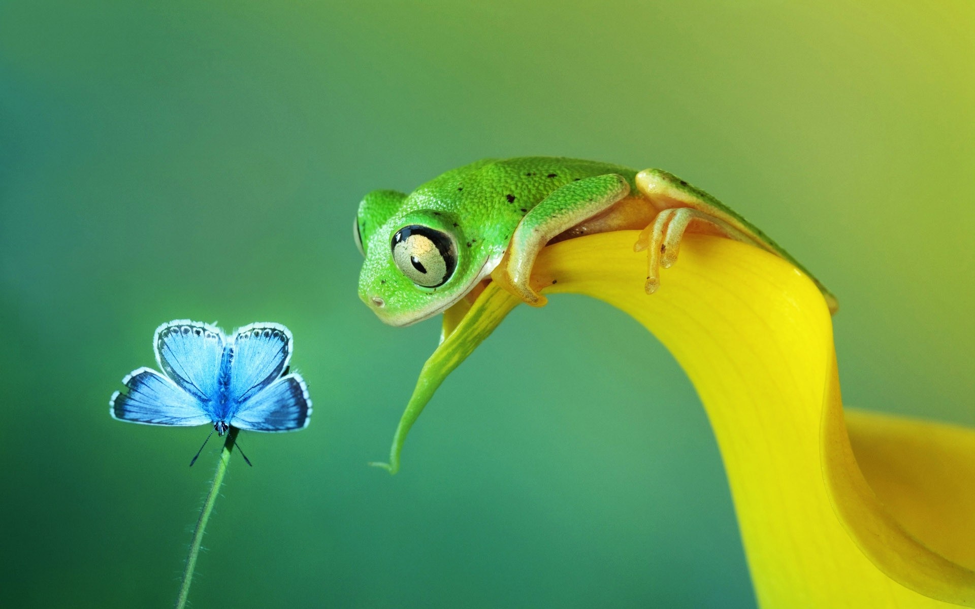 Animal biology, Frog and fish, Close-up photography, Beautiful wallpaper, 1920x1200 HD Desktop