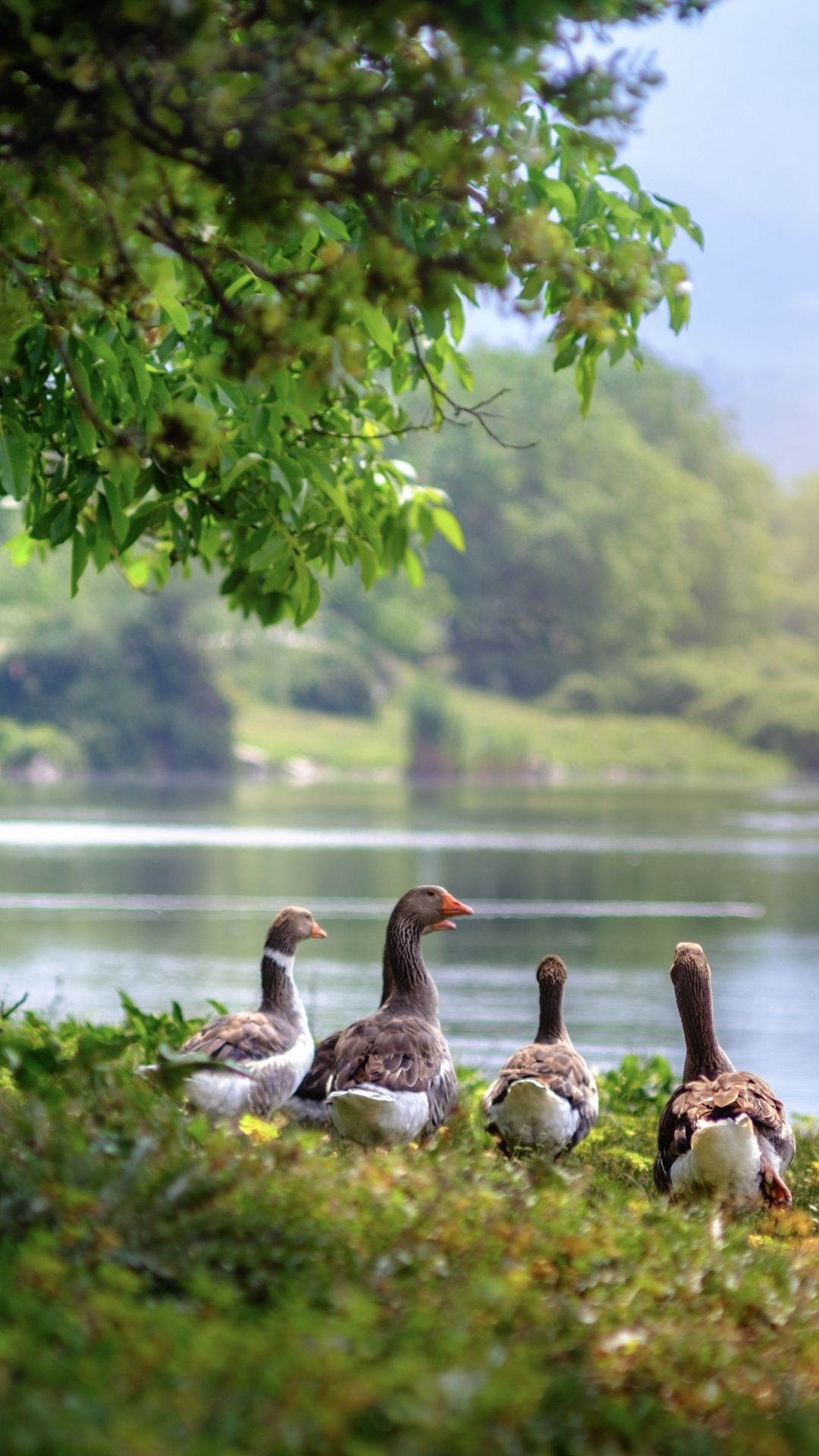 Wild geese aquatic birds, Lake wallpaper, 1080x1920 Full HD Phone
